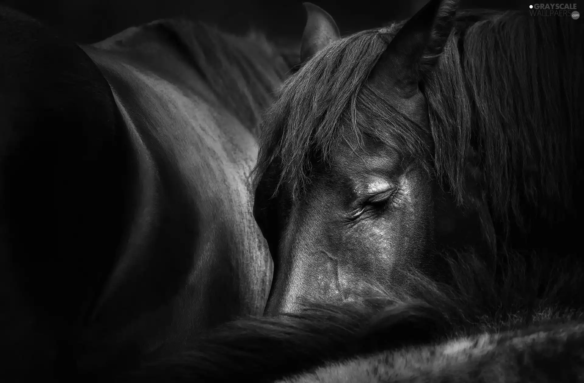 Sleeping, bloodstock