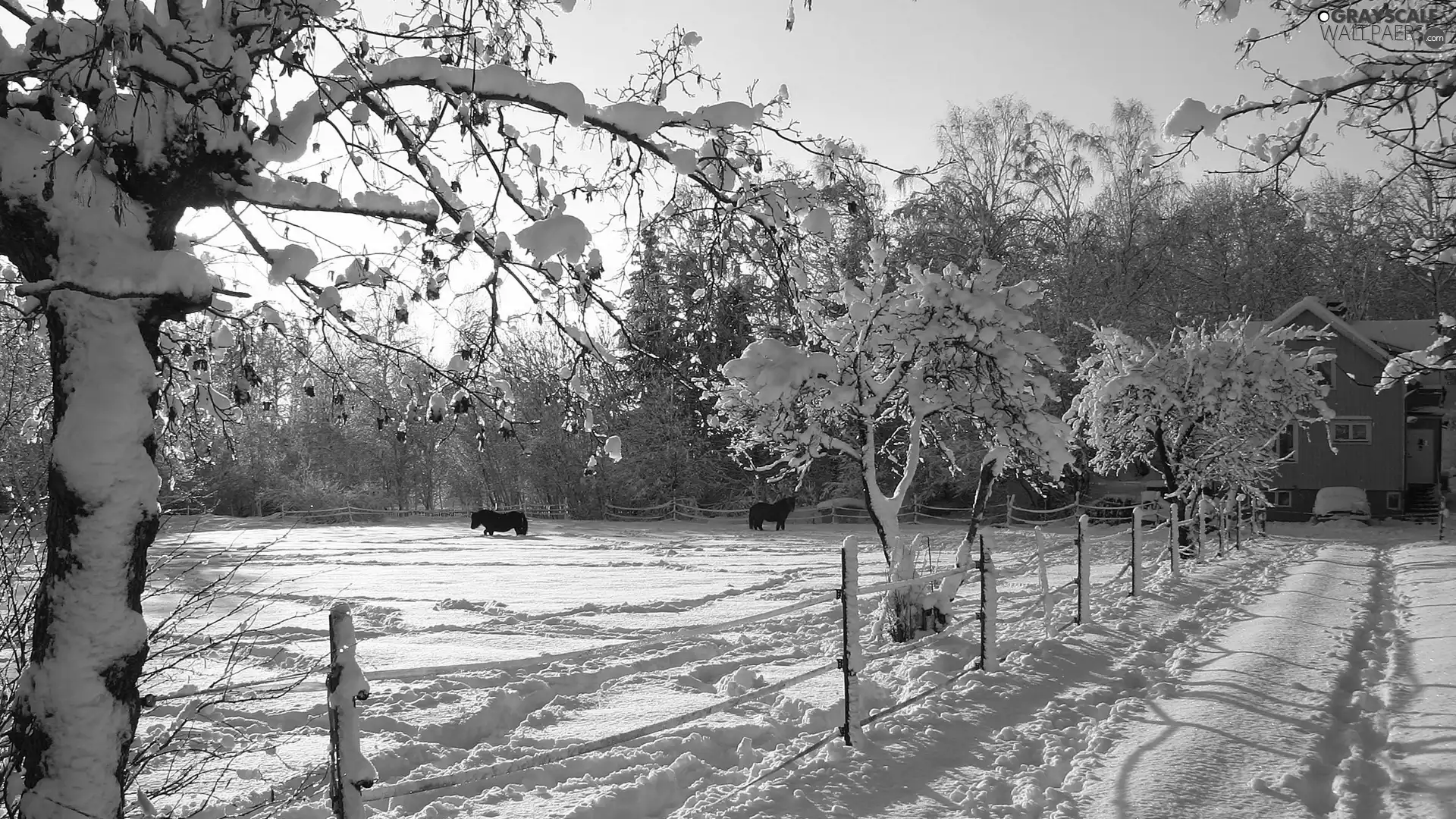trees, house, bloodstock, snow, viewes, fence