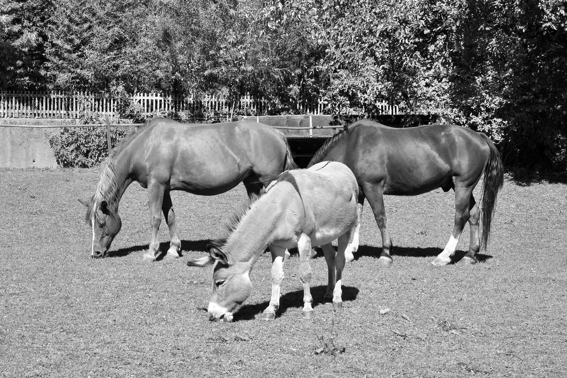 bloodstock, Donkey, trees, viewes, Meadow, Two cars