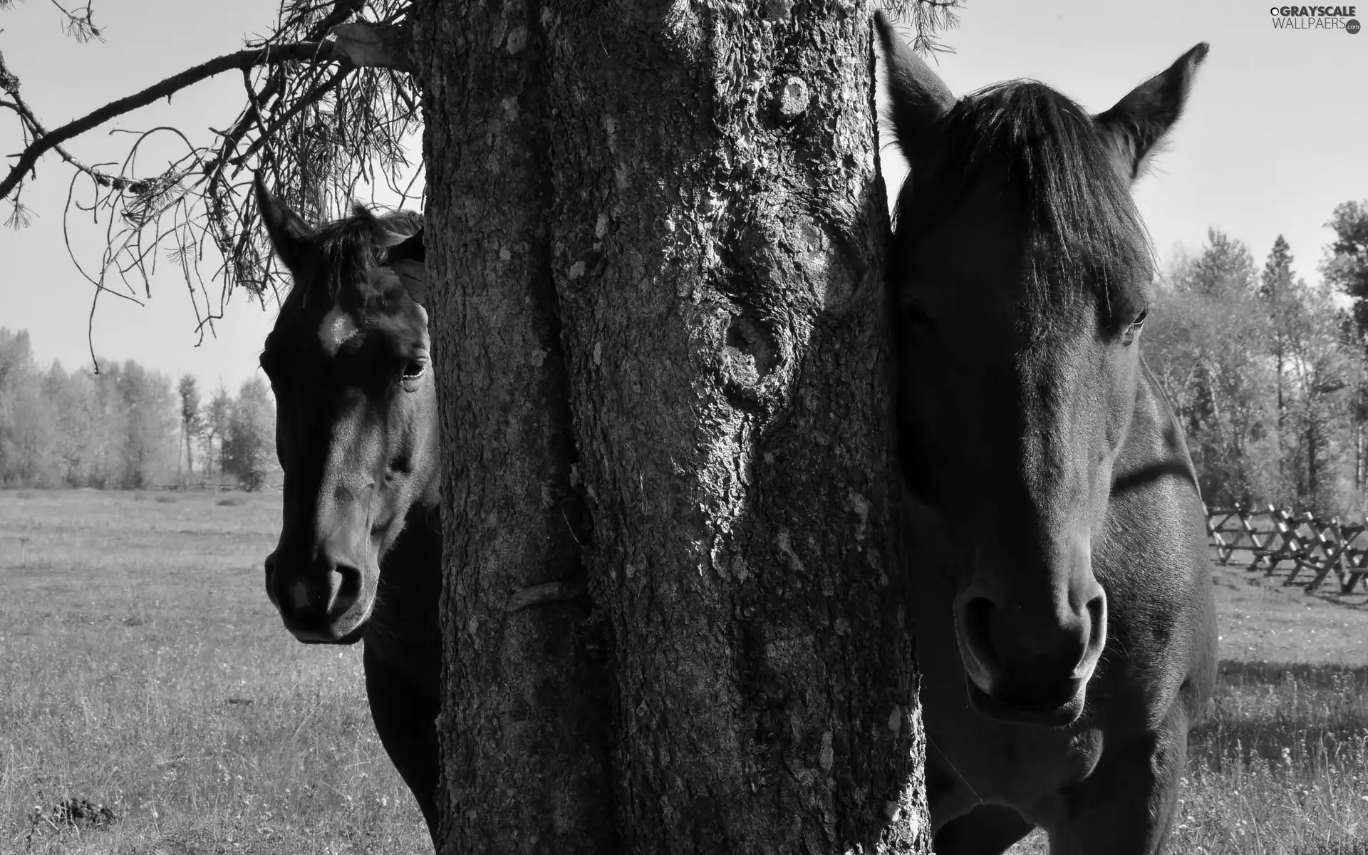 trees, Two cars, bloodstock