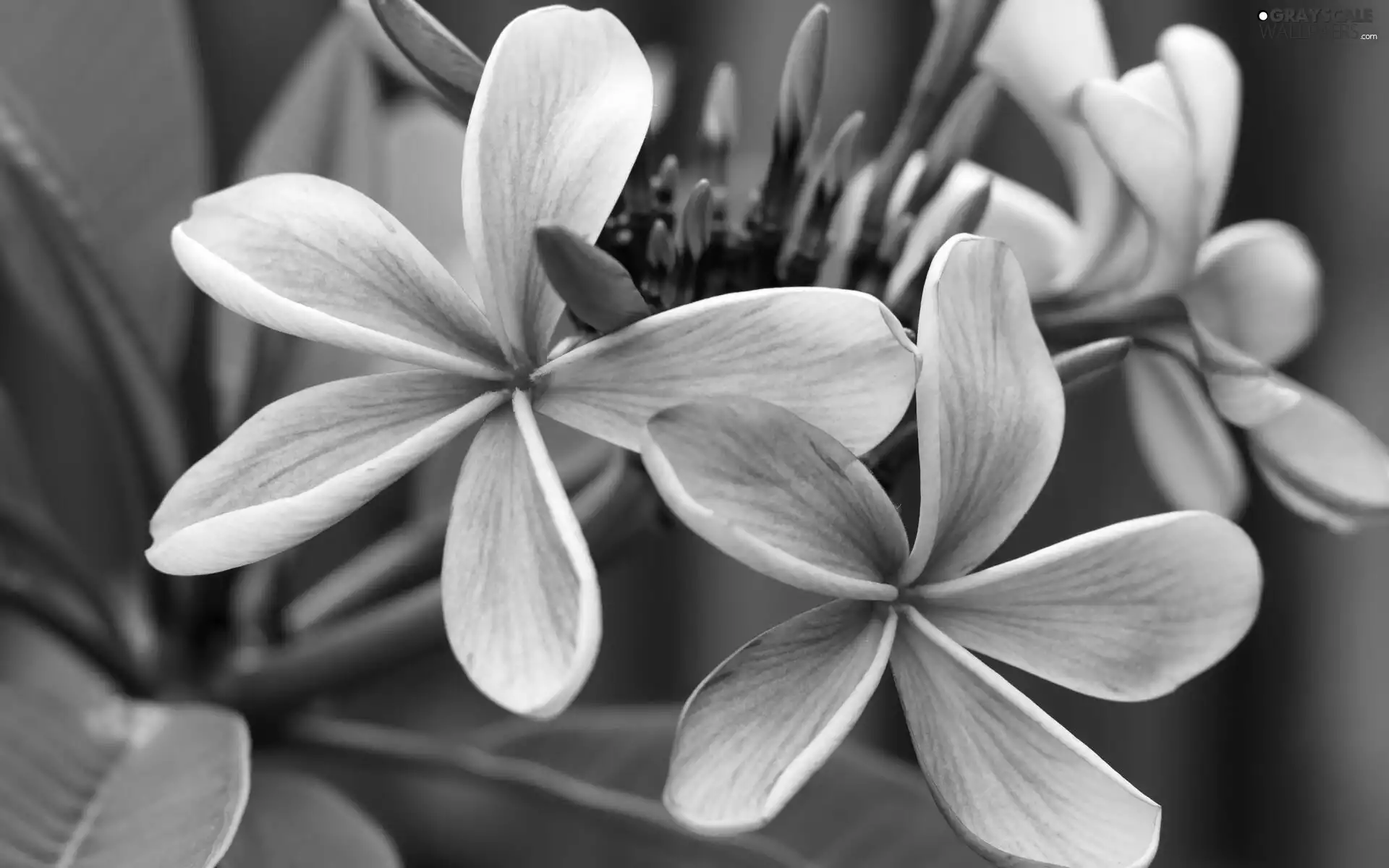 Flowers, Plumeria, Buds, bloom