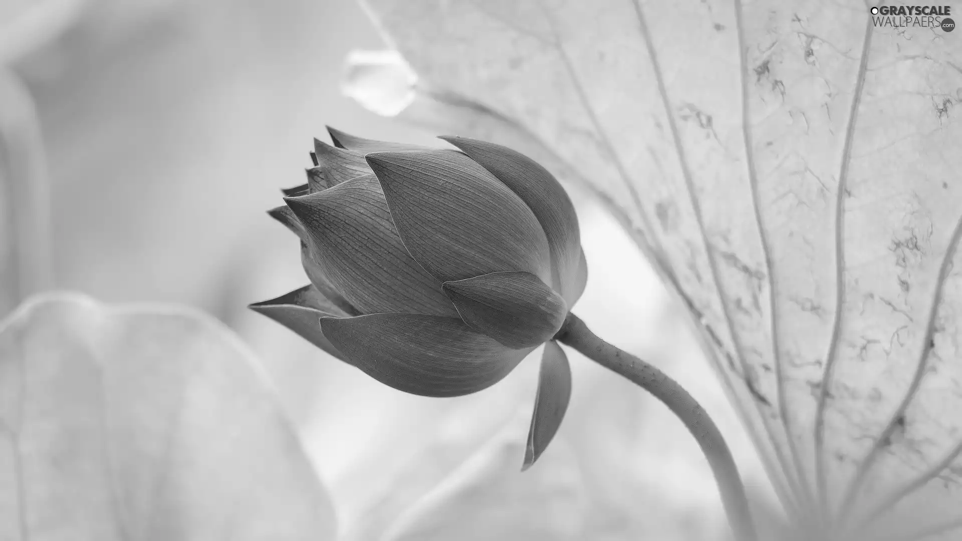 bud, lotus, Leaf, blooming