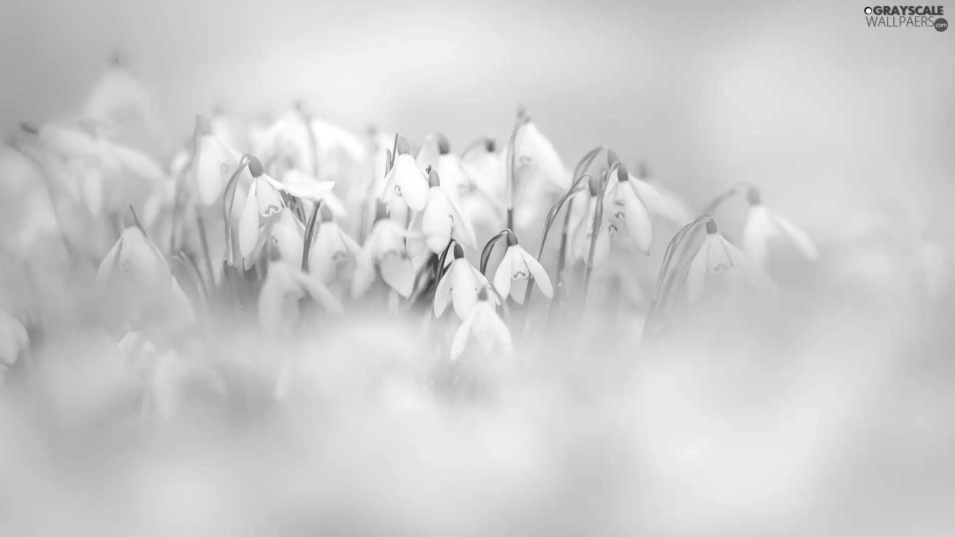 Flowers, snowdrops, blur, blooming