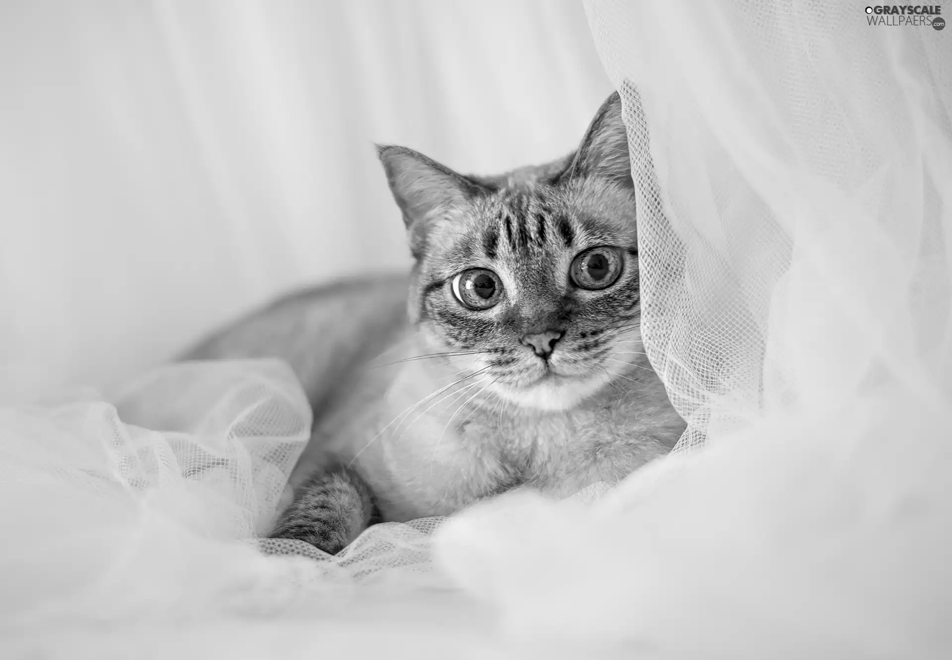 cat, Eyes, tulle, Blue