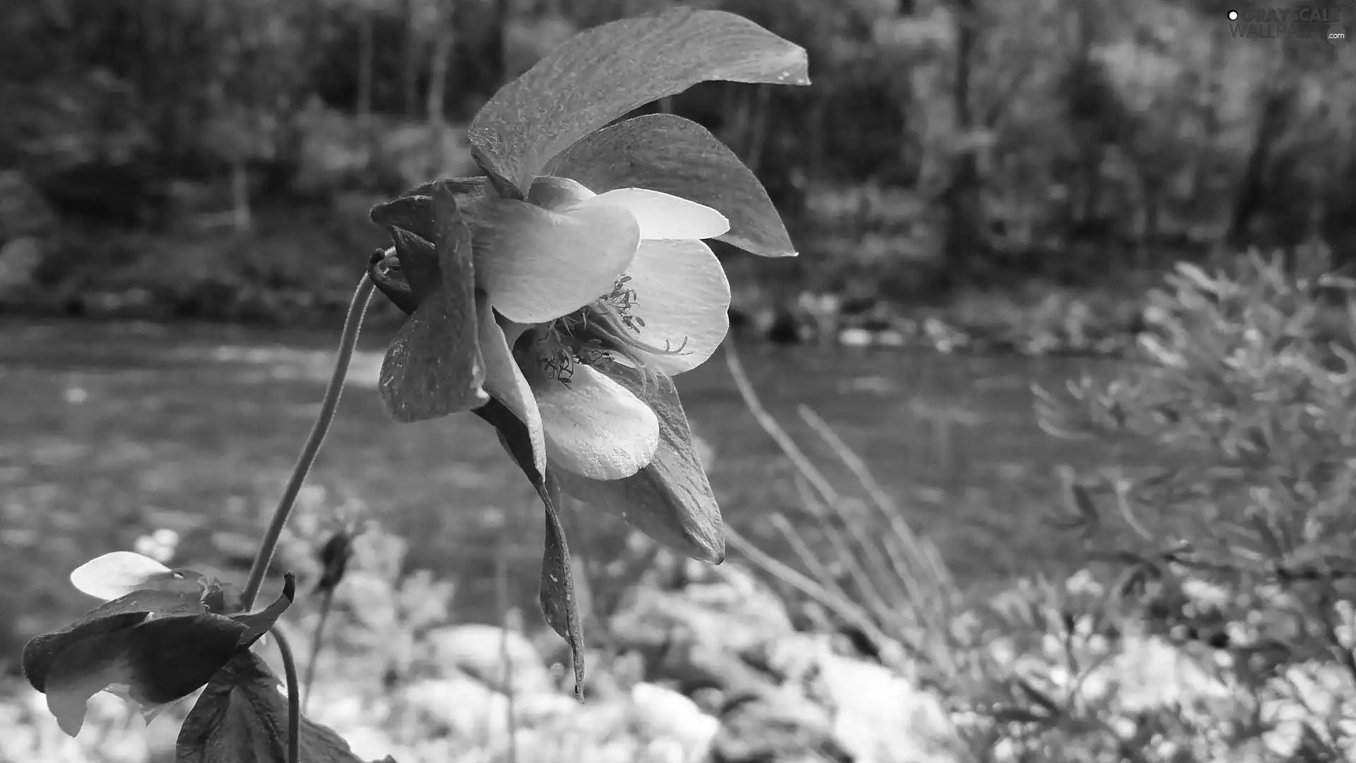 Blue Columbine, Close