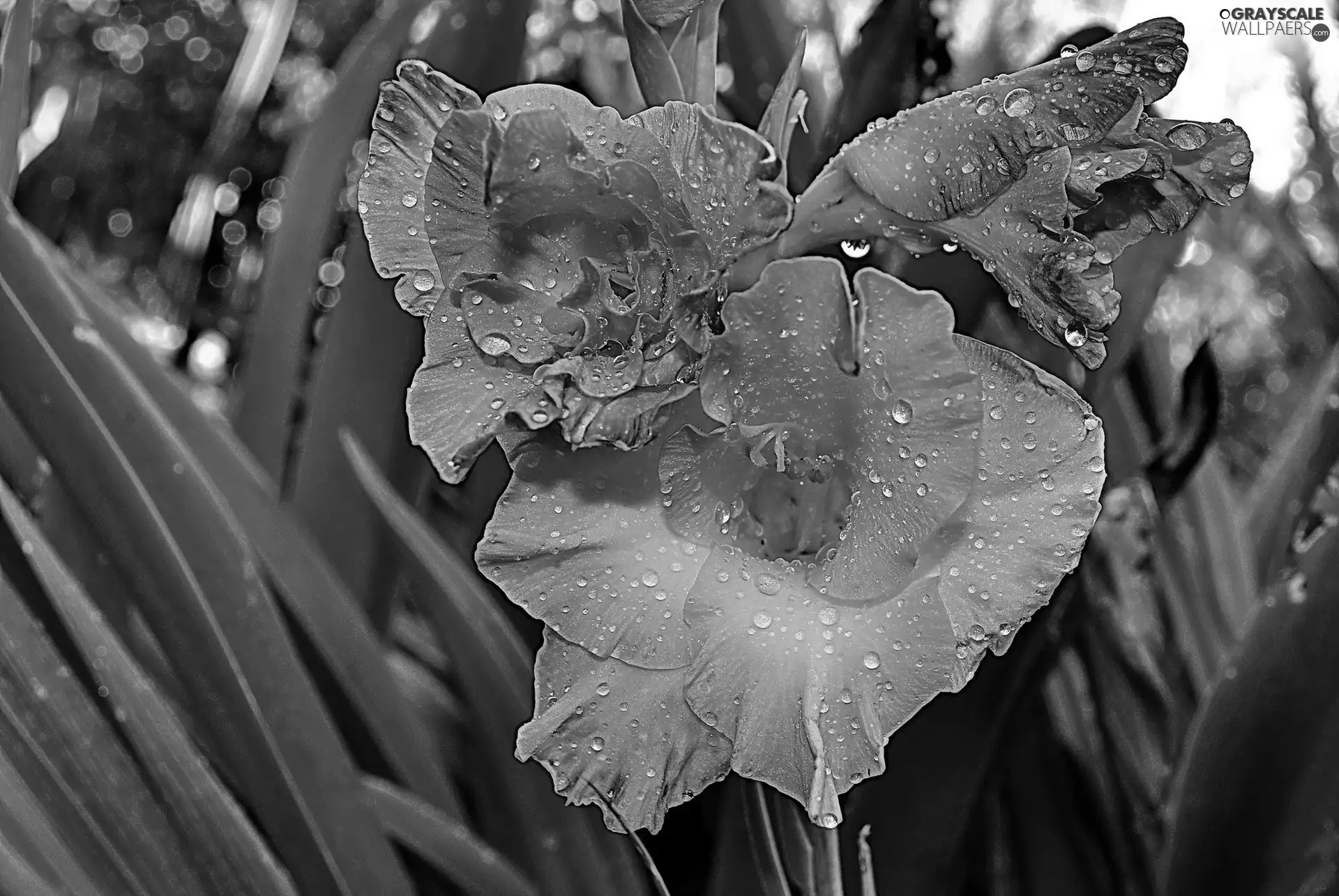 gladiolus, Colourfull Flowers, blue