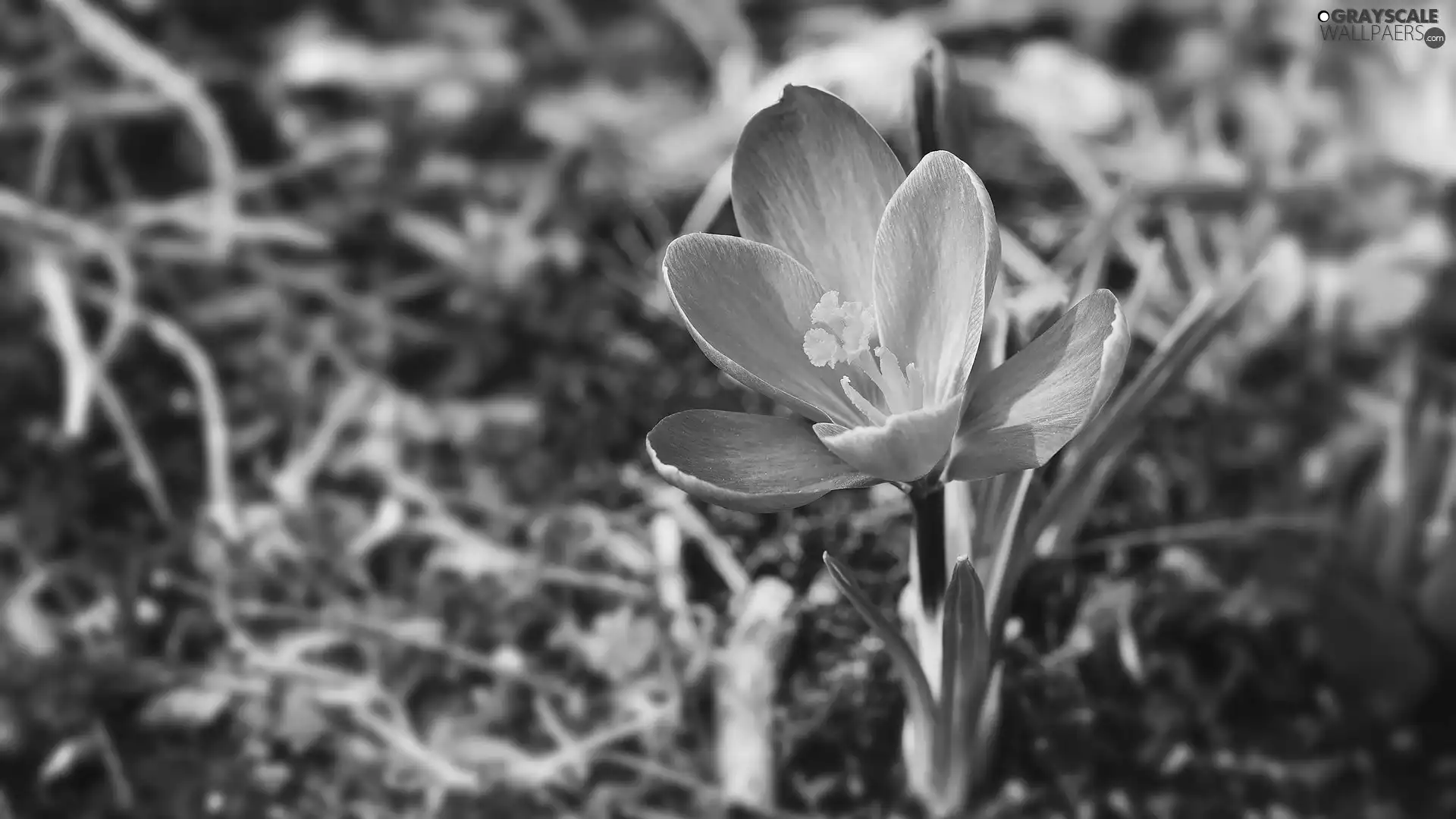 crocus, Colourfull Flowers, blue