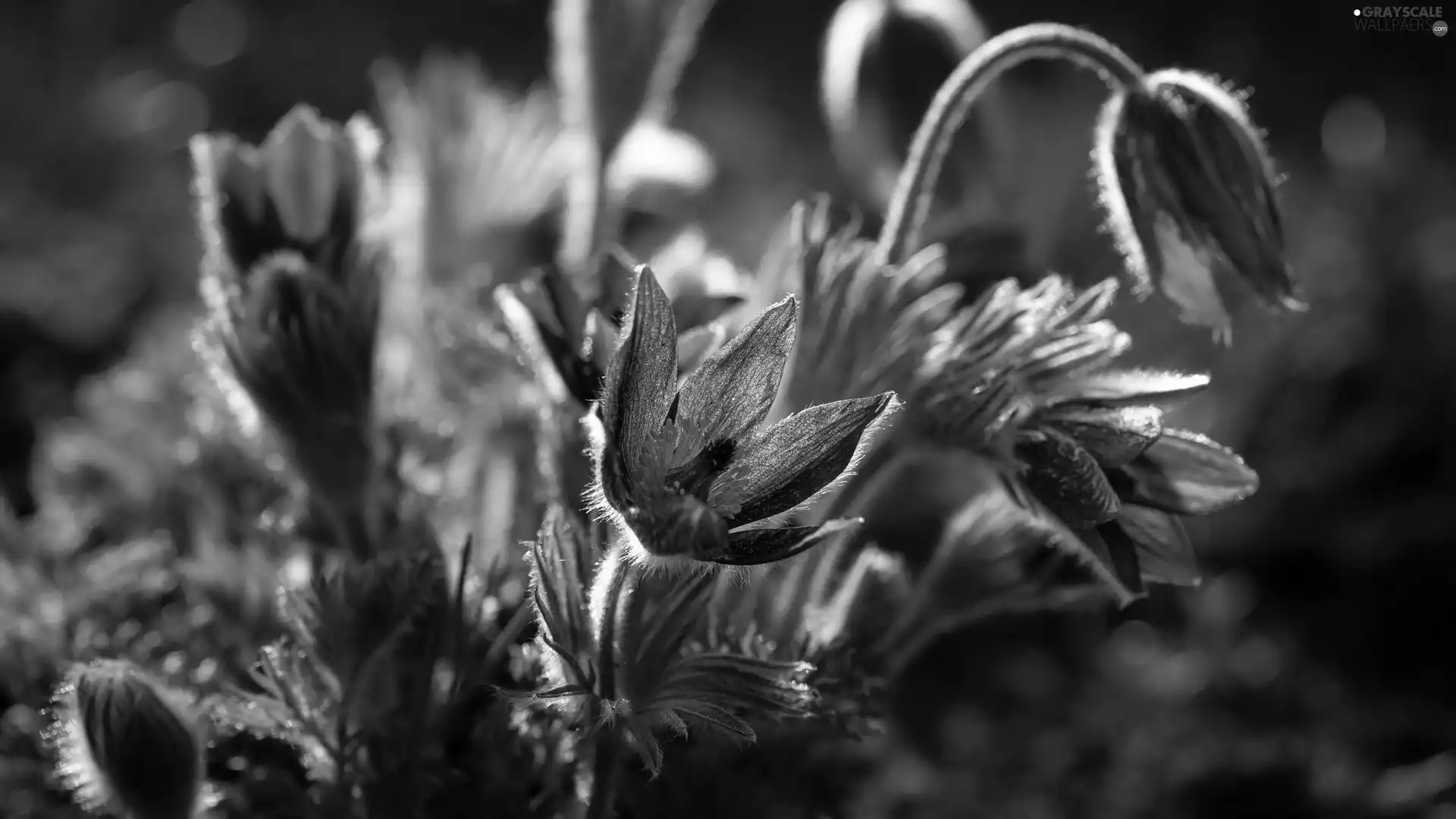 Flowers, pasque, blur, Blue