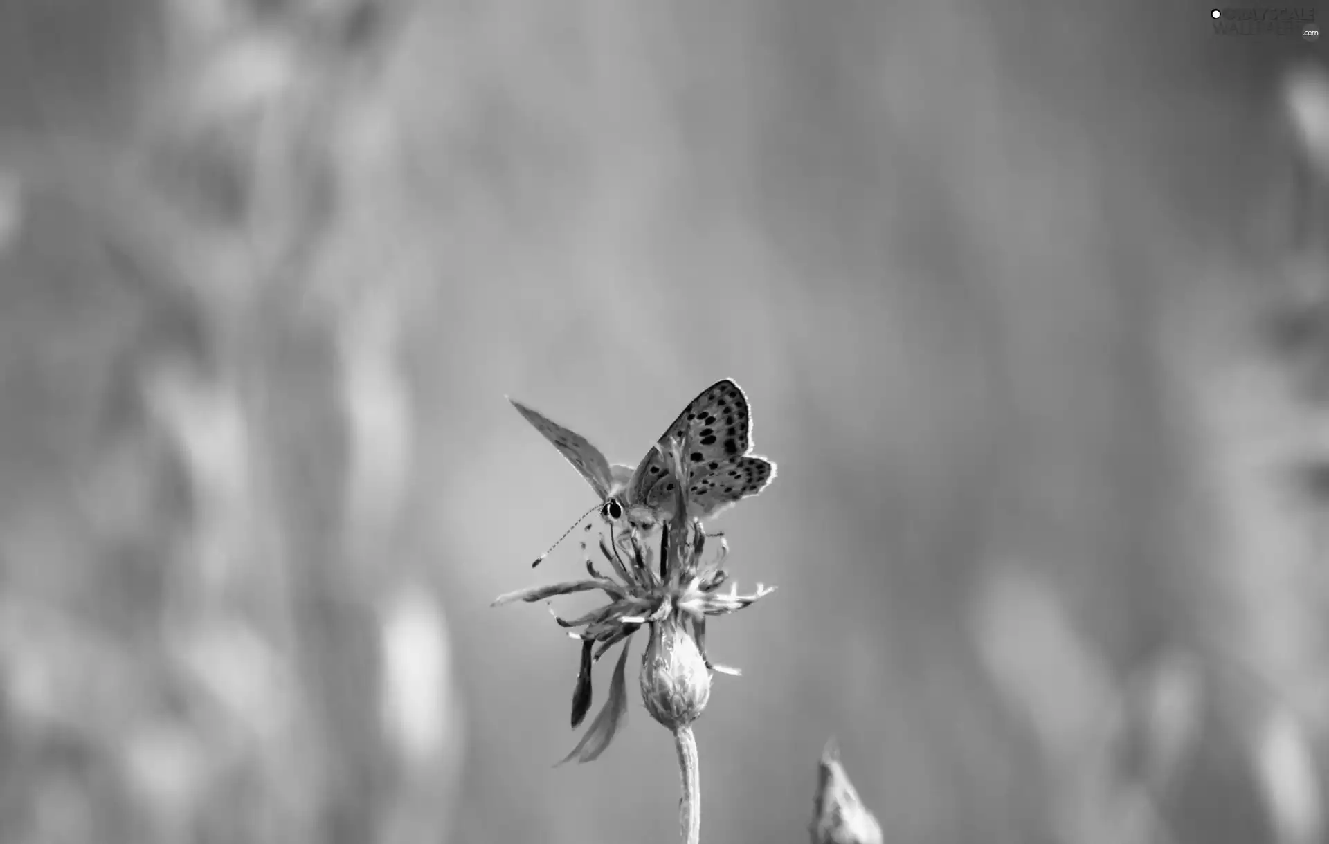 butterfly, blue, Colourfull Flowers, Dusky