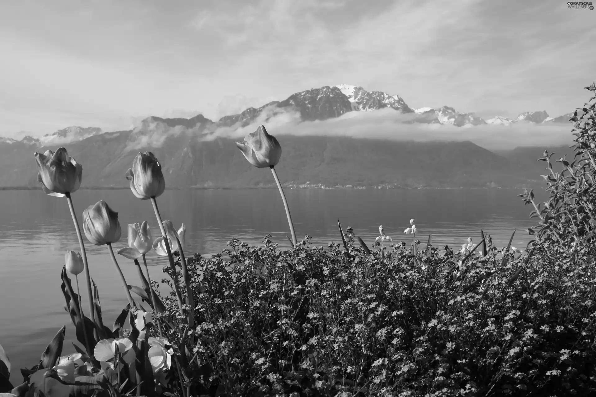 Blue, Flowers, lake, Tulips, Mountains