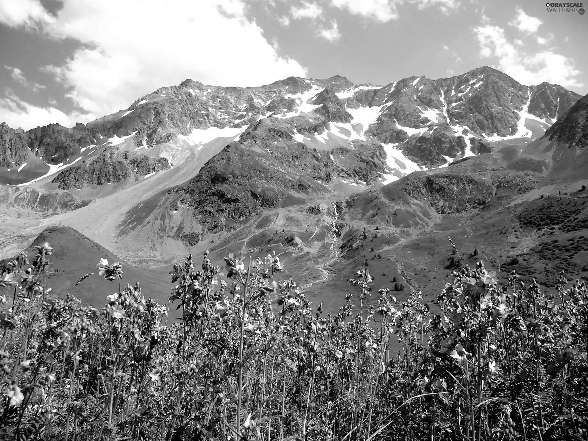 Blue, Flowers, Mountains, Meadow, Spring