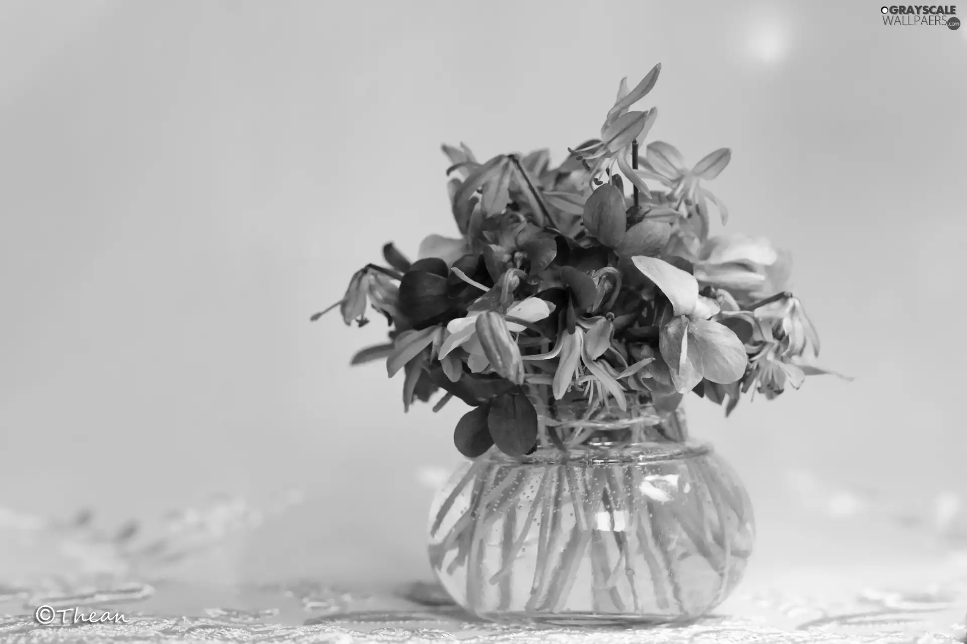Blue, Violets, Flowers, Spring, purple, Siberian squill
