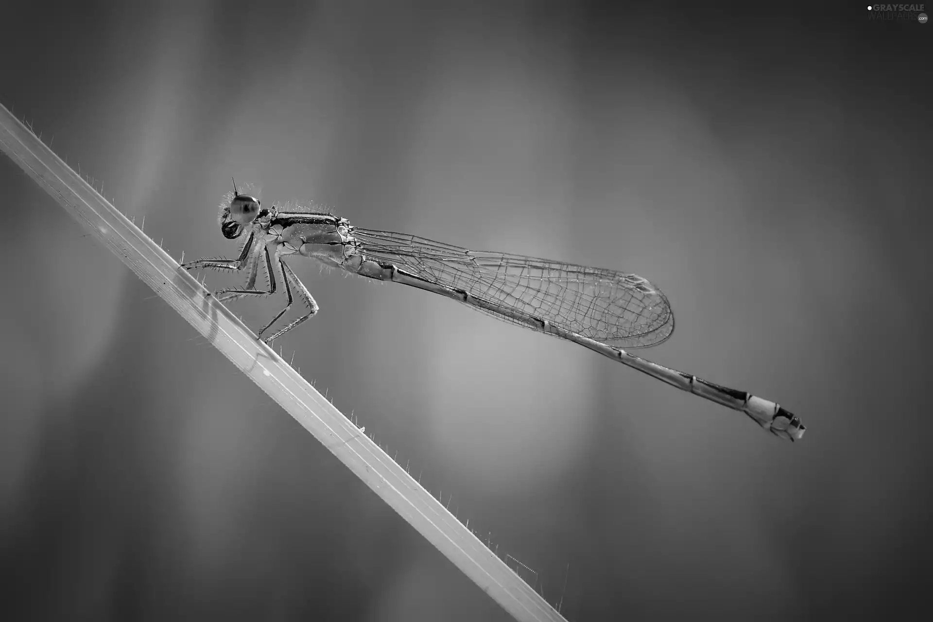 dragon-fly, leaf, Blue