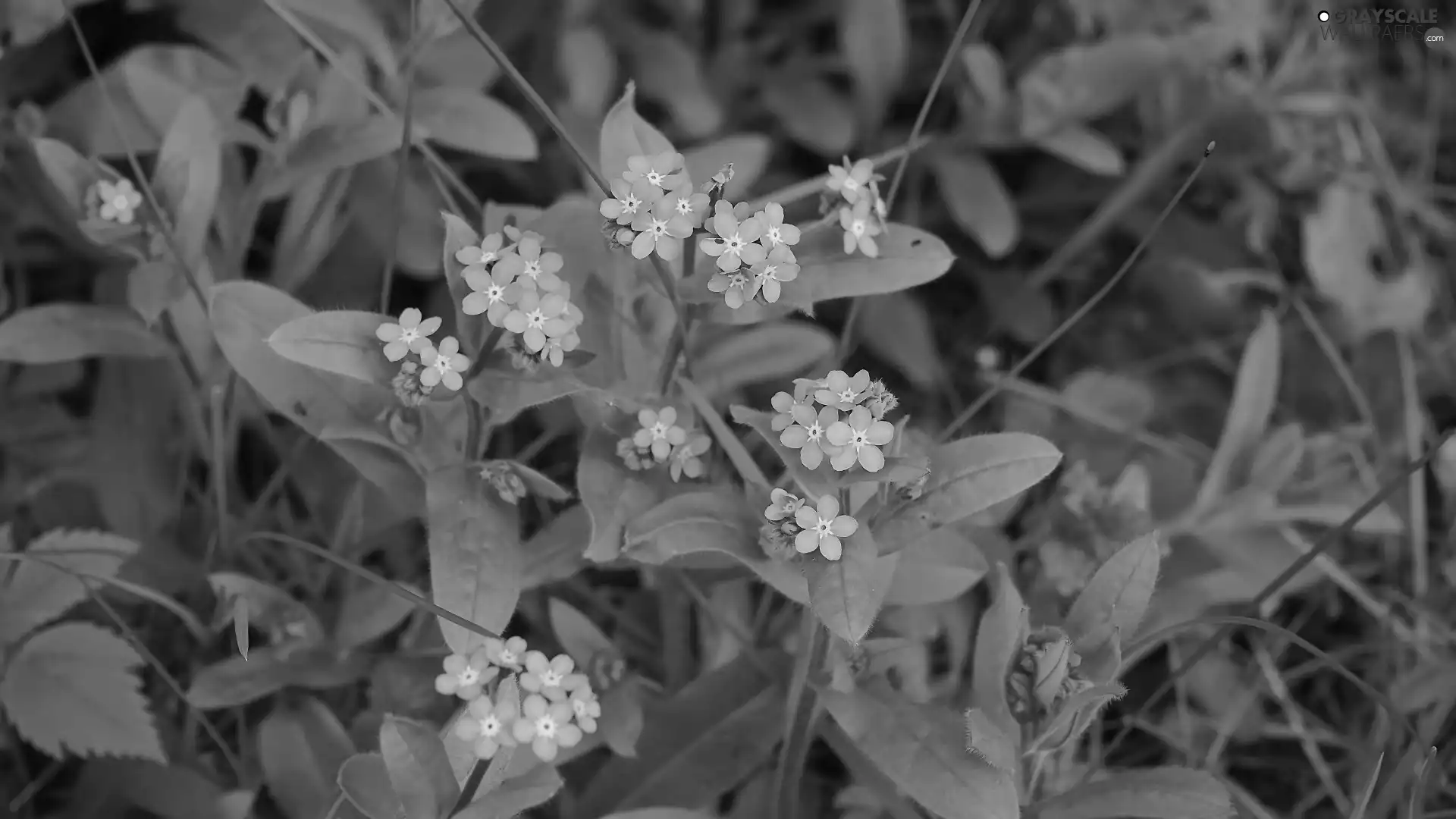 Blue, Flowers, Forget