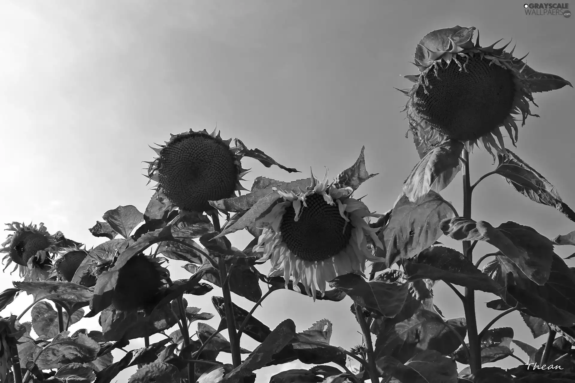 Sky, Nice sunflowers, blue