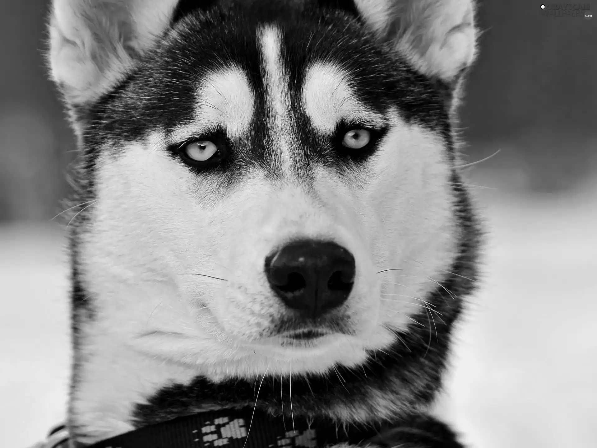 Eyes, Siberian Husky, Blue