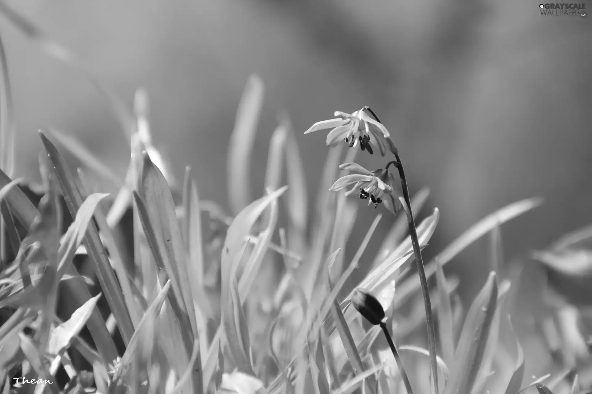 Flowers, Siberian squill, Blue