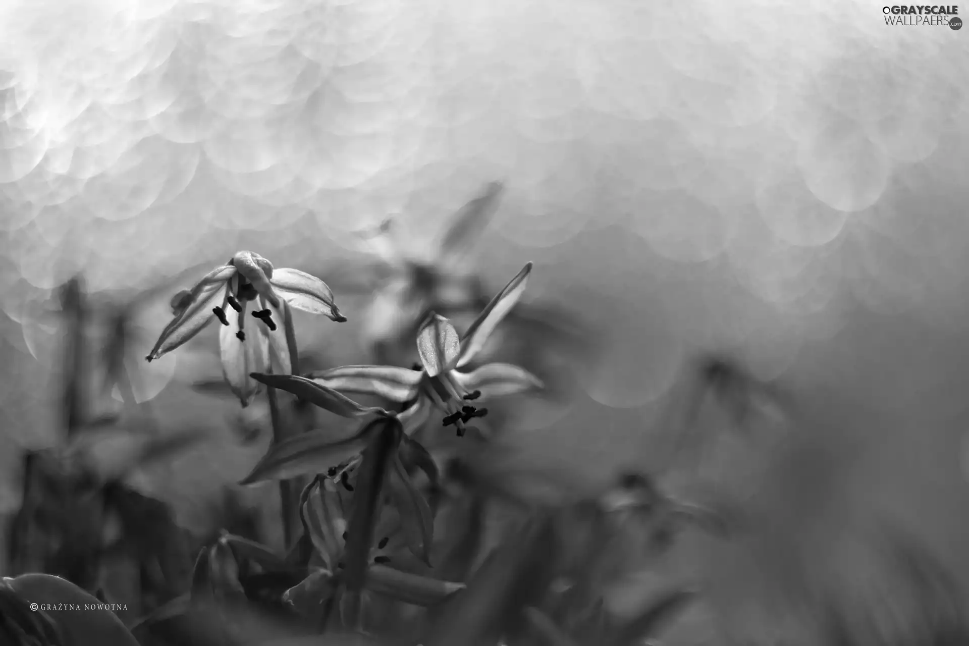 Flowers, Siberian squill, Blue