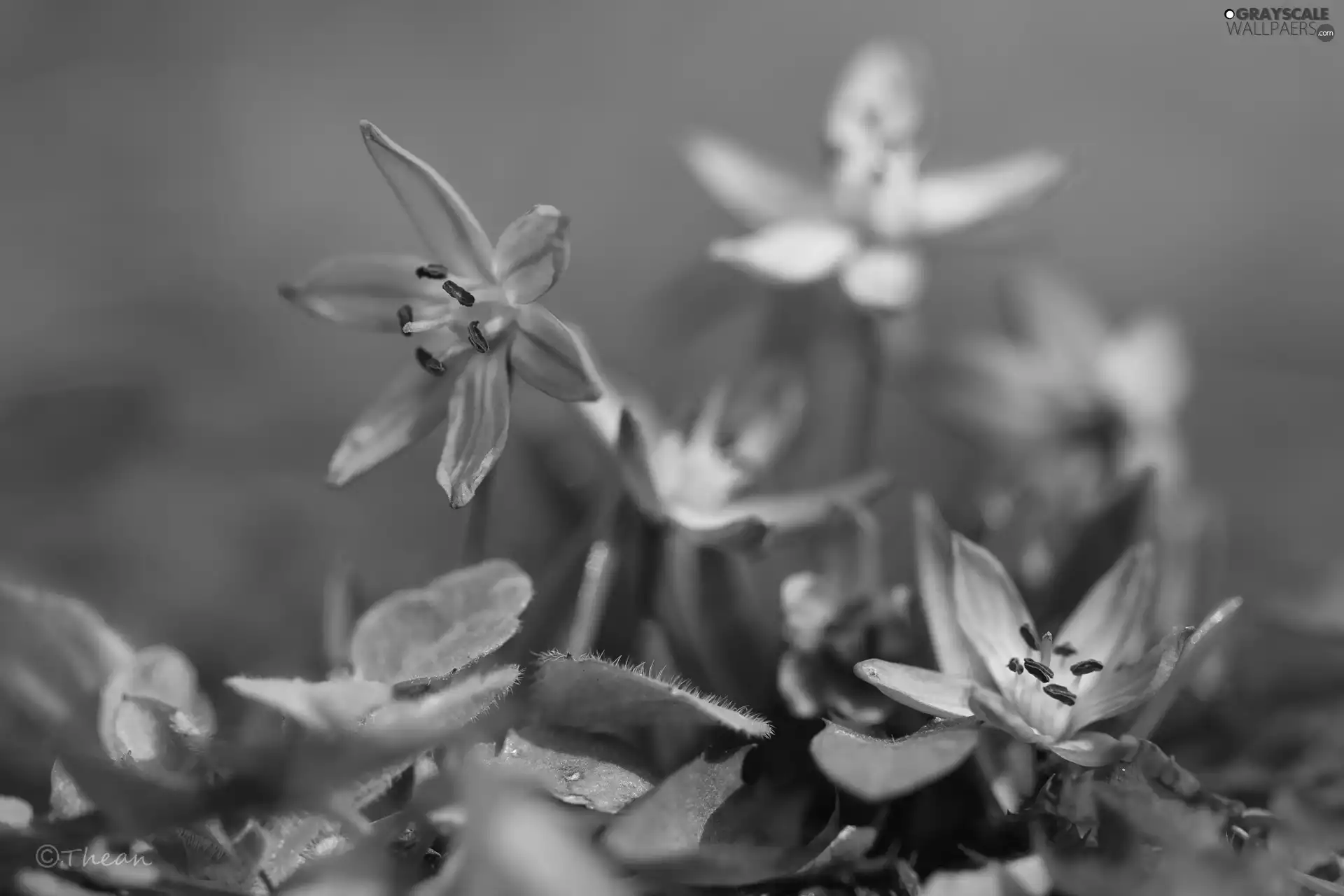 Flowers, Siberian squill, Blue