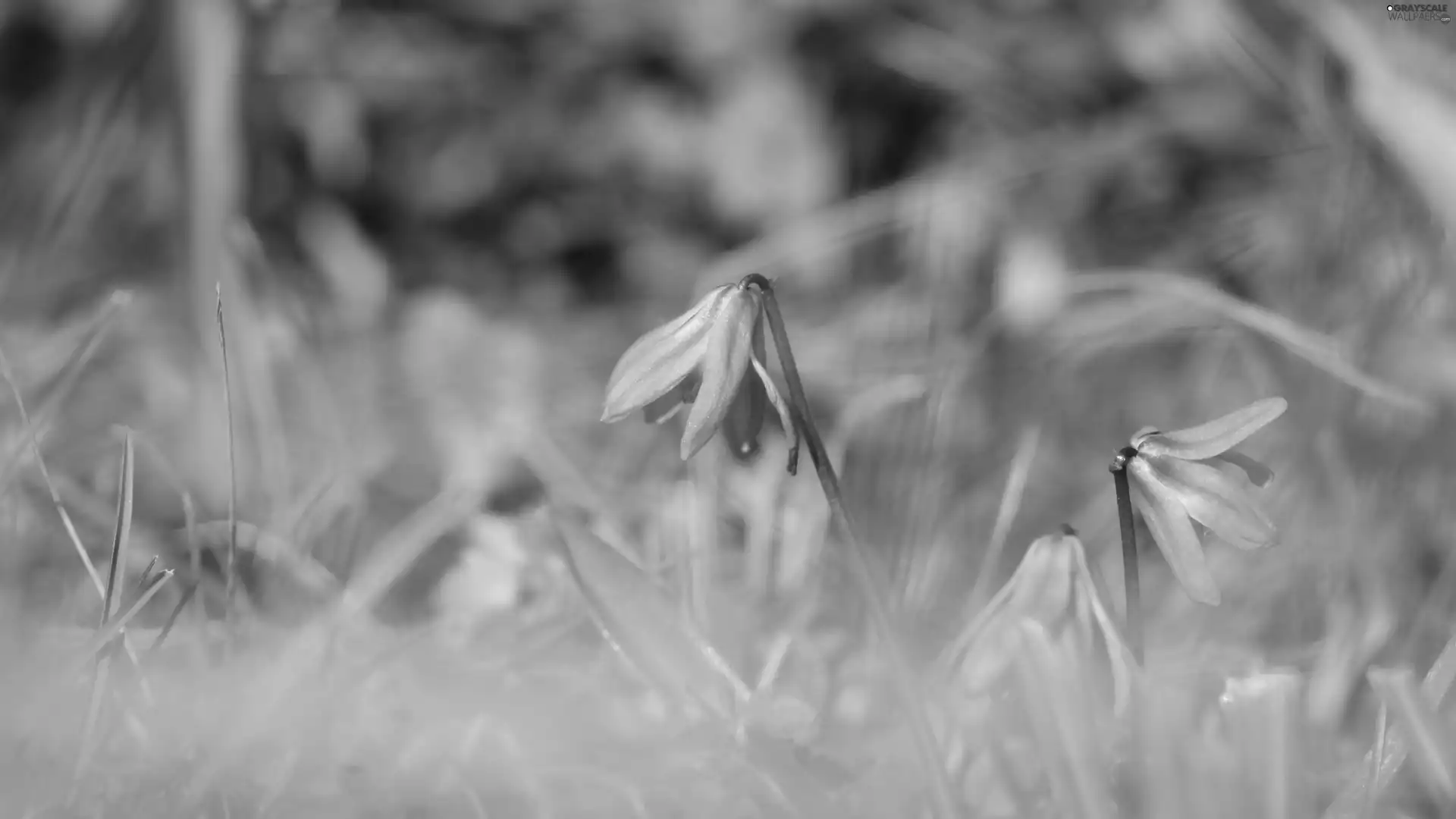 Siberian squill, Flowers, Blue