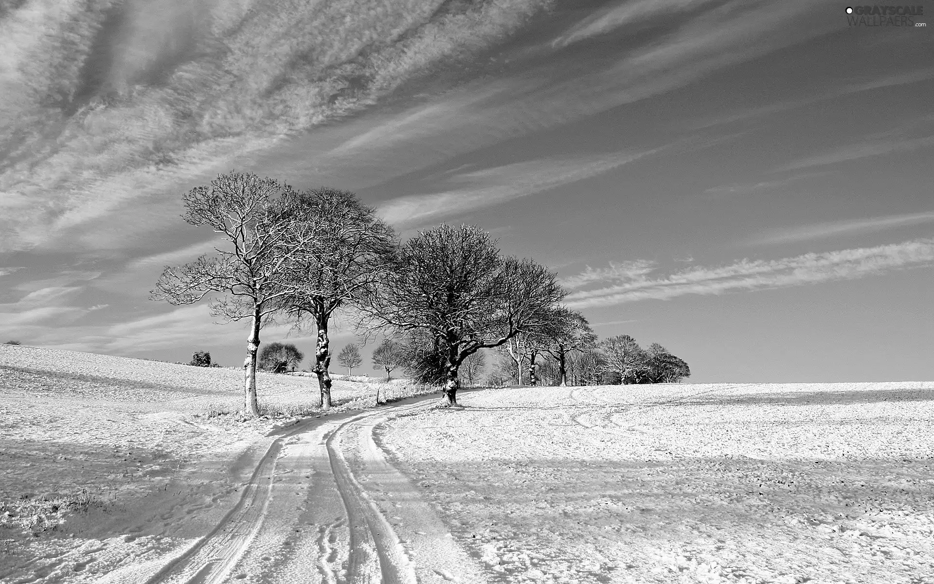 trees, snow, blue, sky, viewes, Way