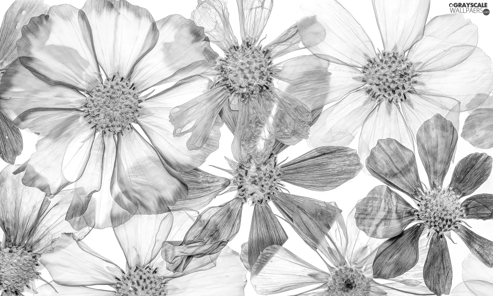 White, Flowers, Cosmos, Blue