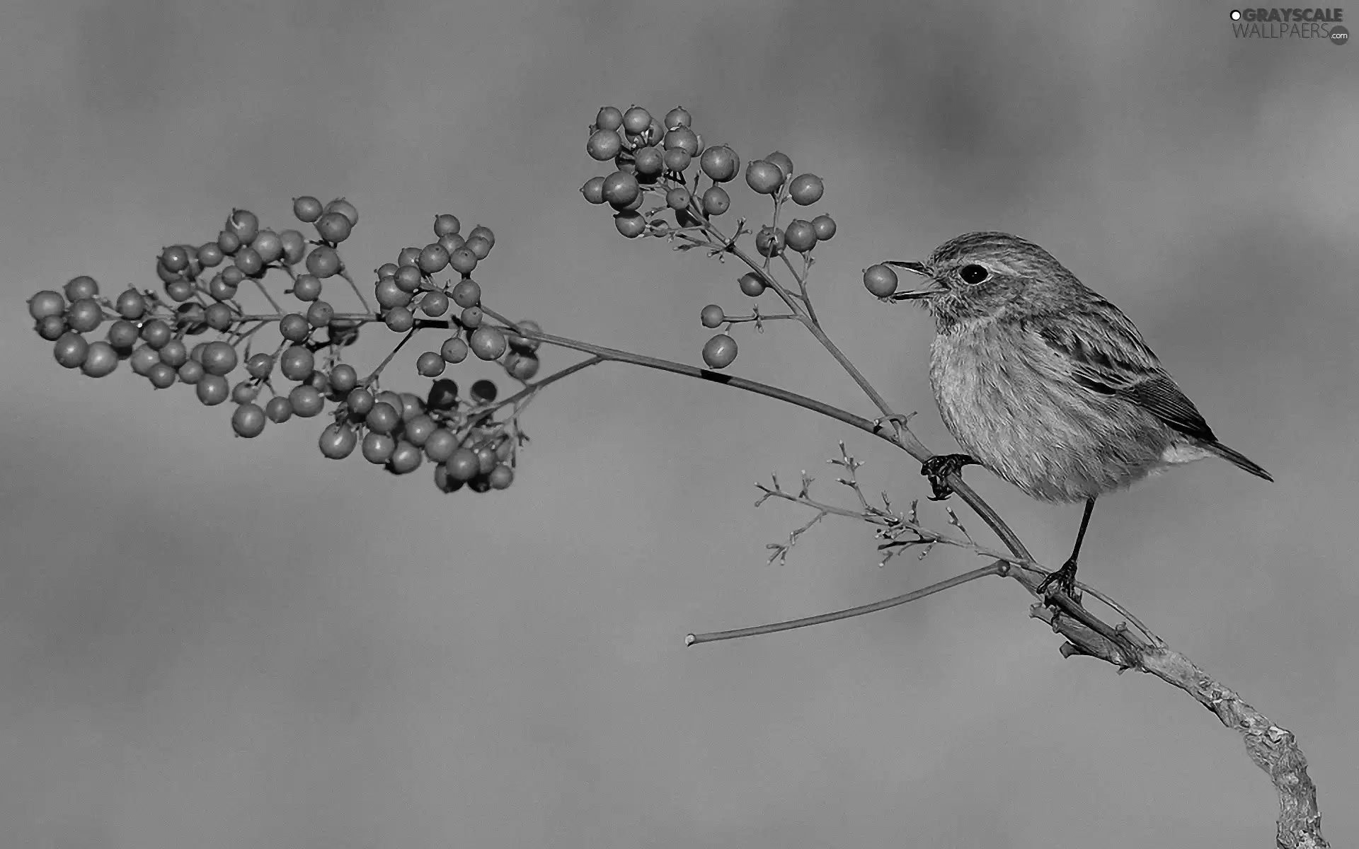 blueberries, birdies, Red
