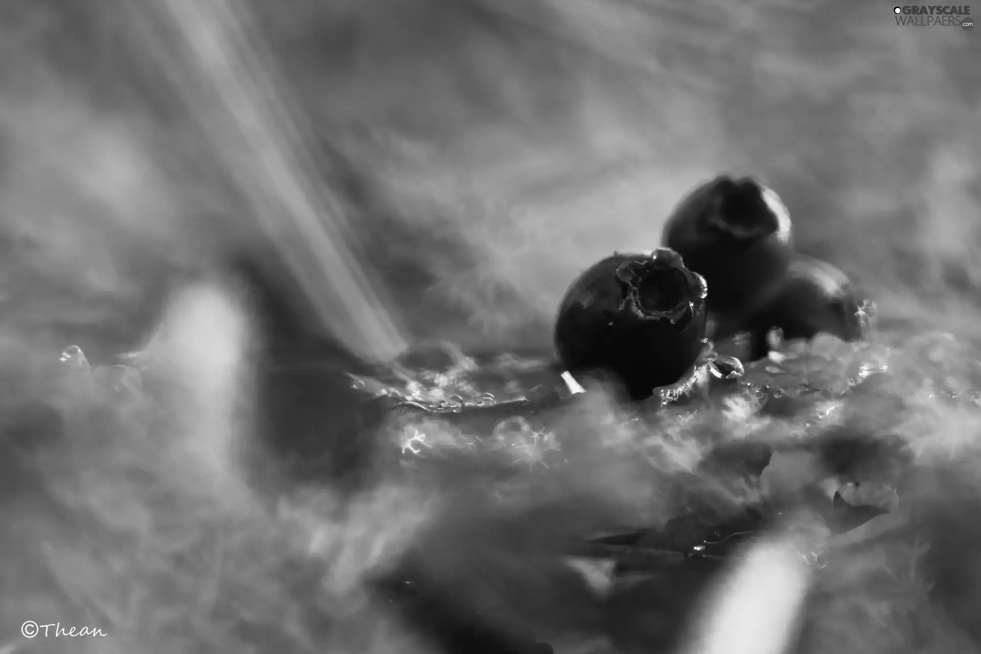 blueberries, Plants, Red