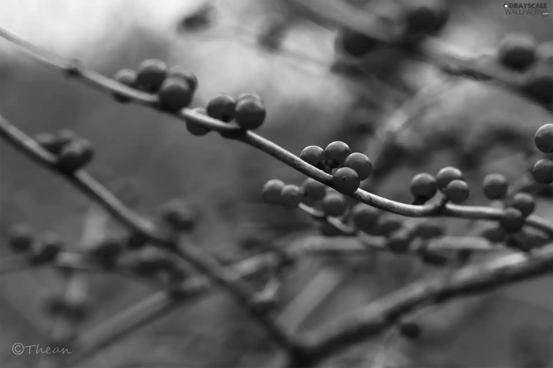 Red, Twigs, blueberries, Fruits