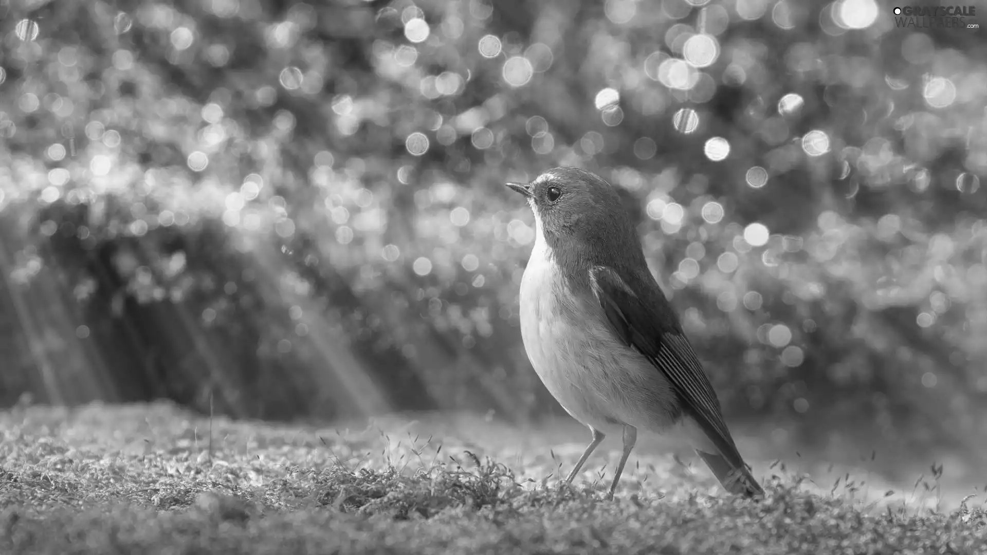 light breaking through sky, Bird, Red-flanked Bluetail