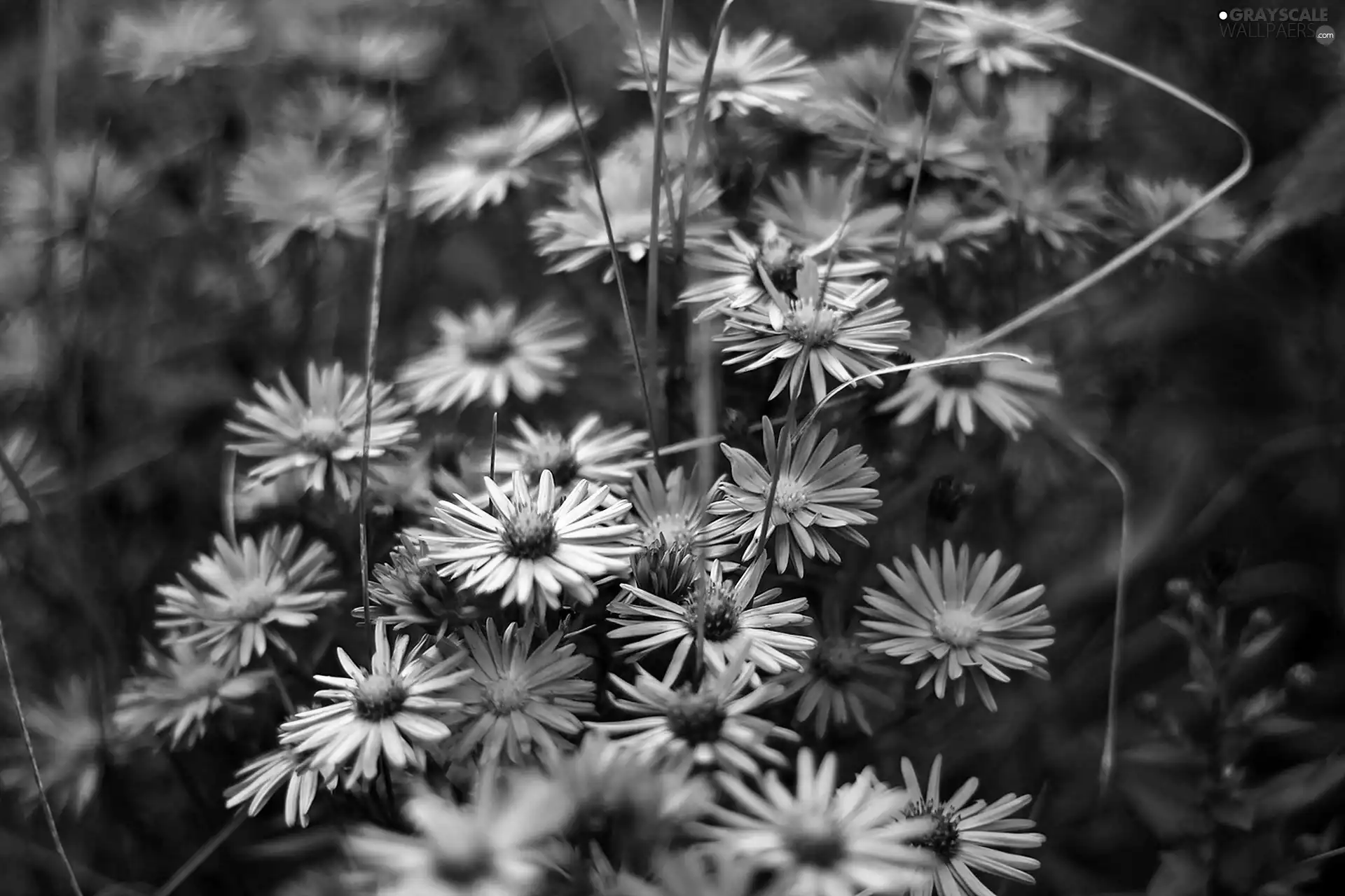Astra, high, blur, Astra autumn