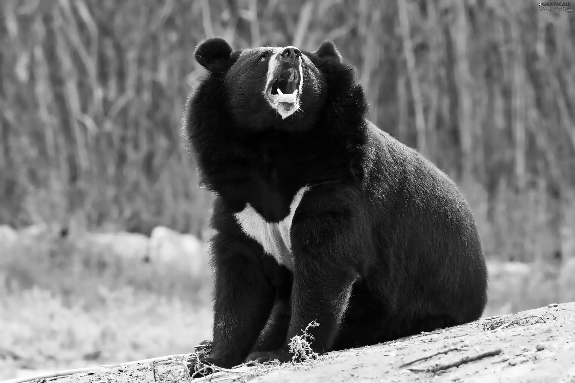 Bear, canines, blur, Himalayan