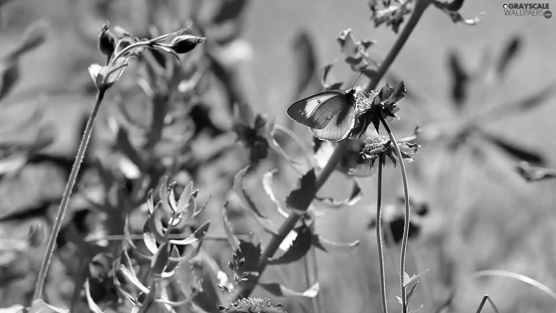 blur, Flowers, butterfly