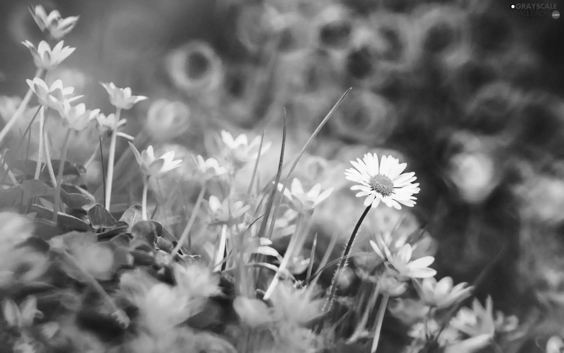 fig buttercup, daisies, blur