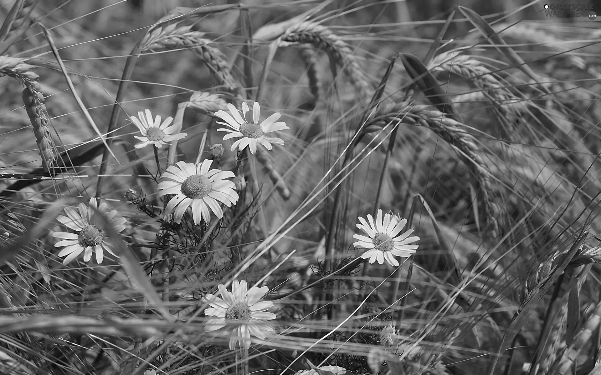 chamomile, Ears, blur, corn