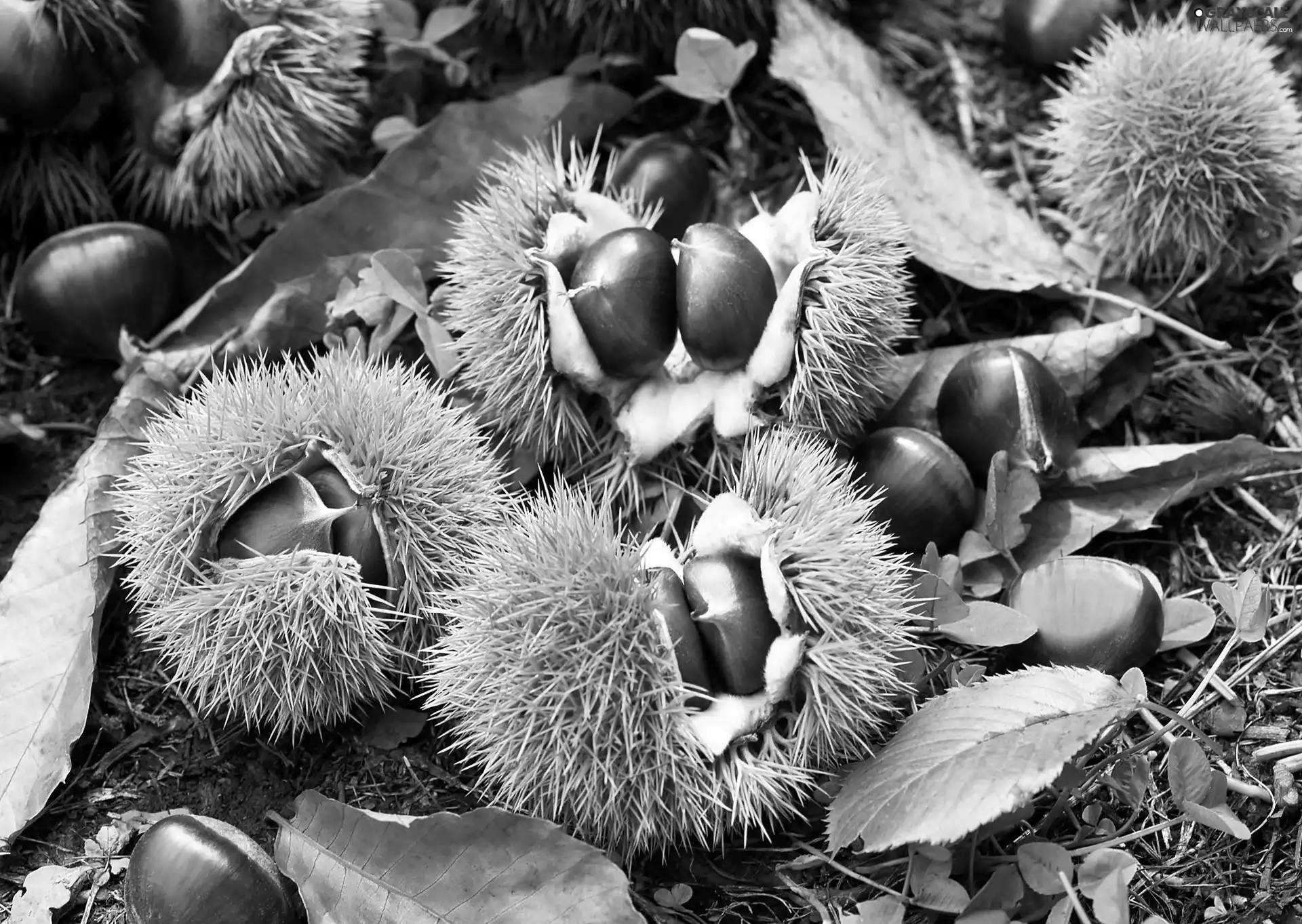 chestnuts, Leaf, blur, husks