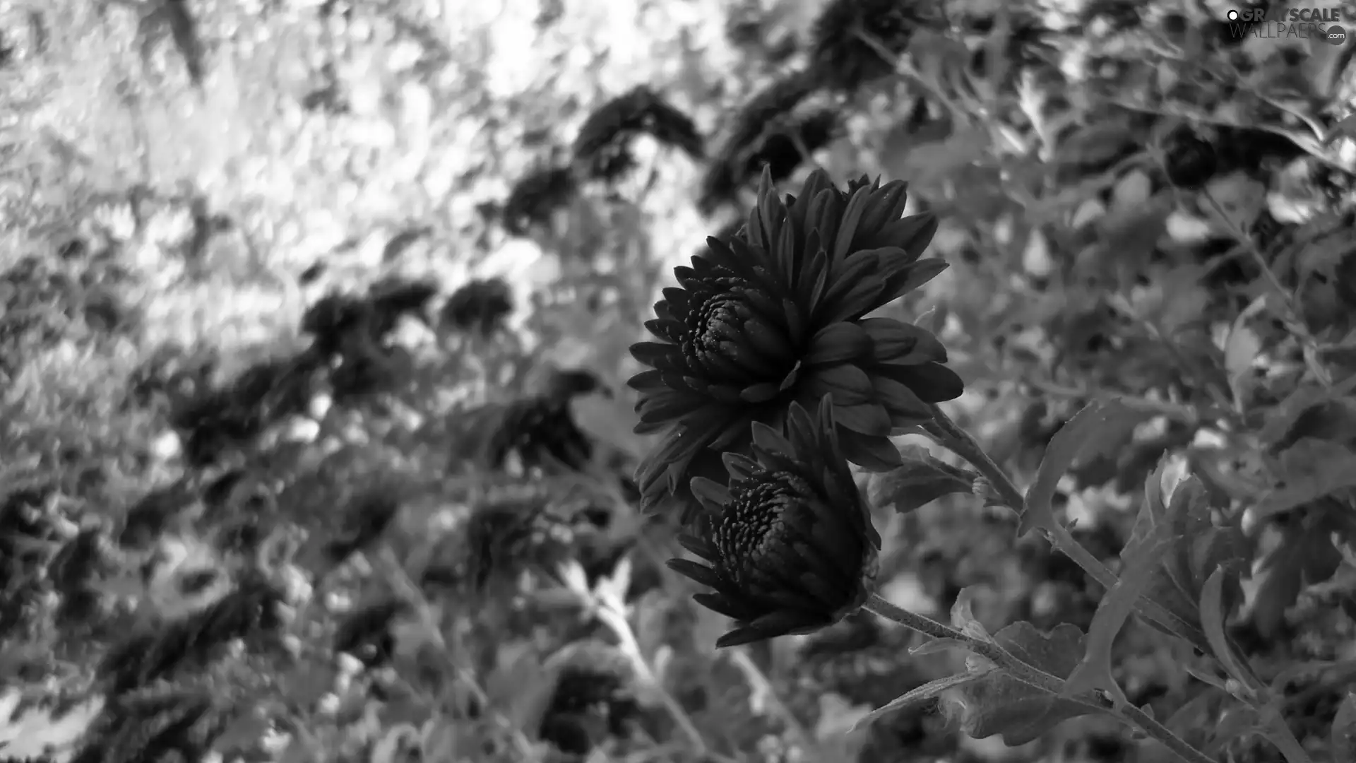 blur, Red, Chrysanthemums