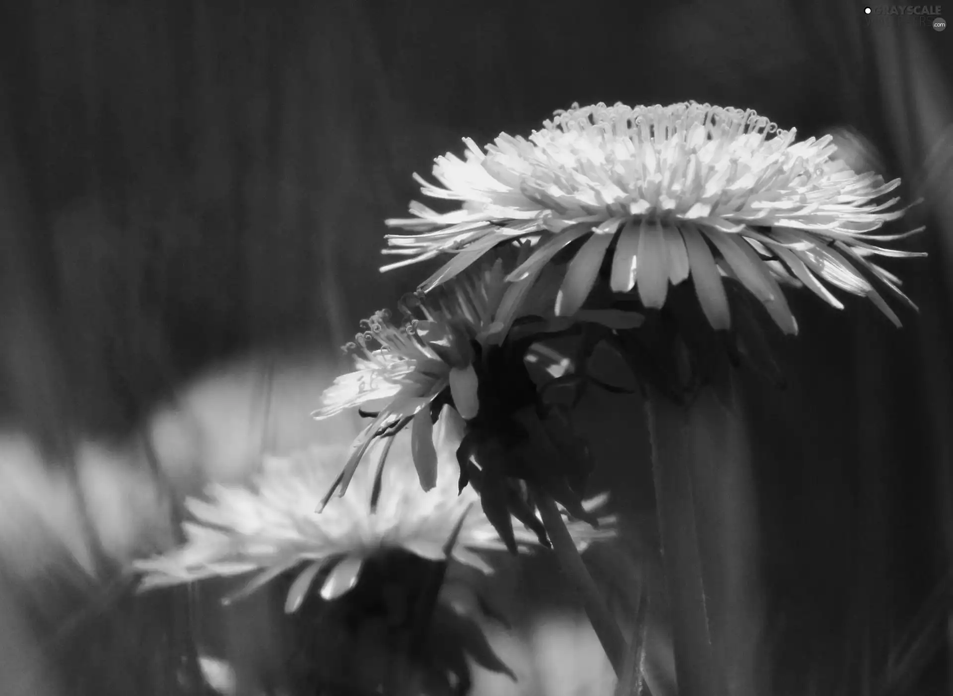 blur, coltsfoot, common