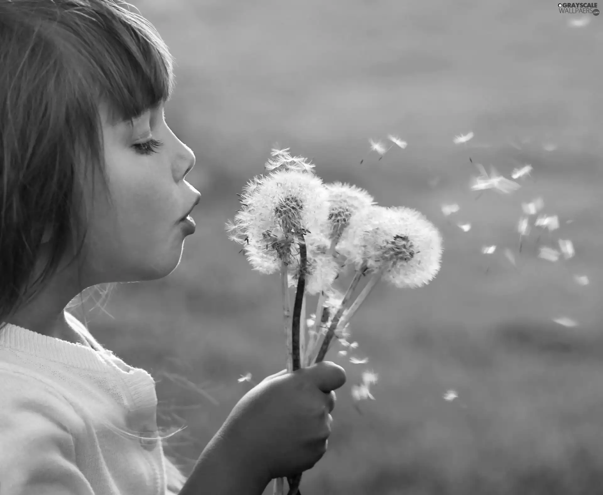 blur, girl, dandelions