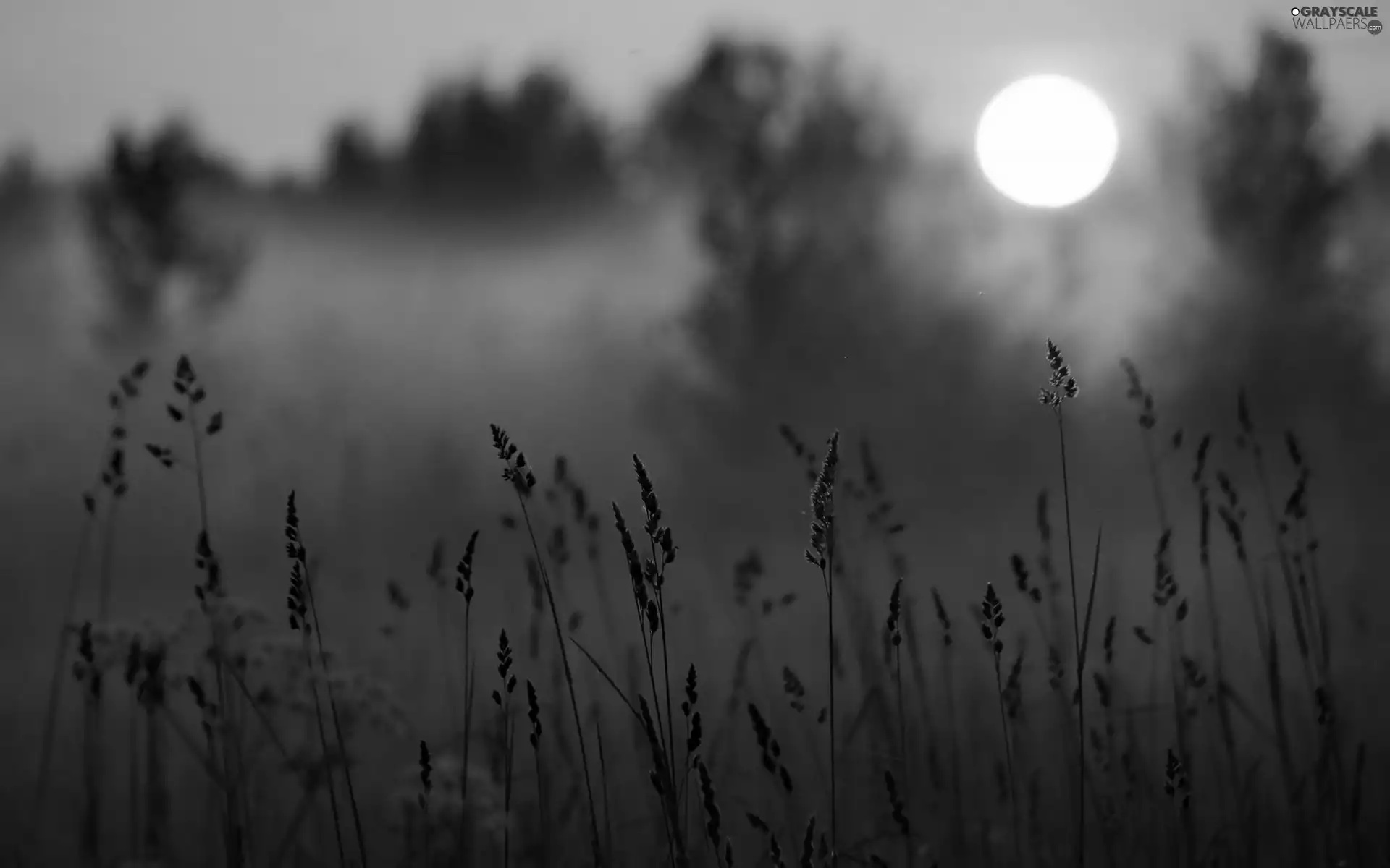 dawn, Plants, blur, Fog