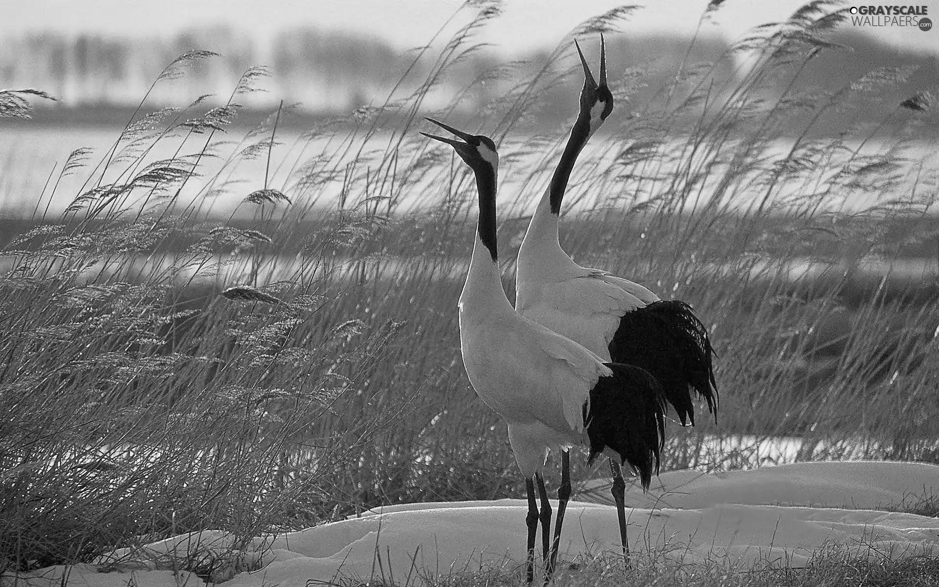 dry, cranes, blur, grass