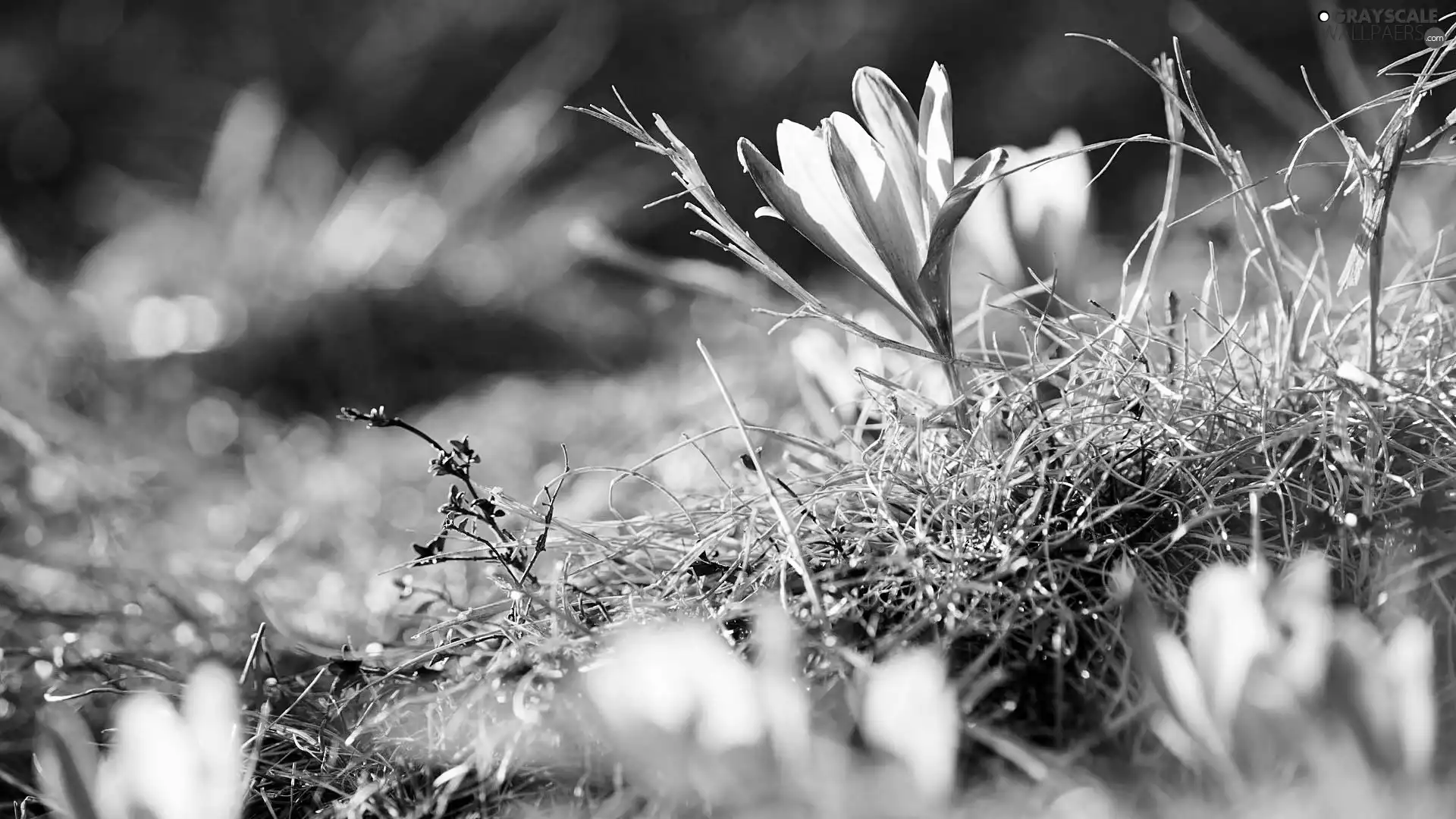 dry, crocuses, blur, plants