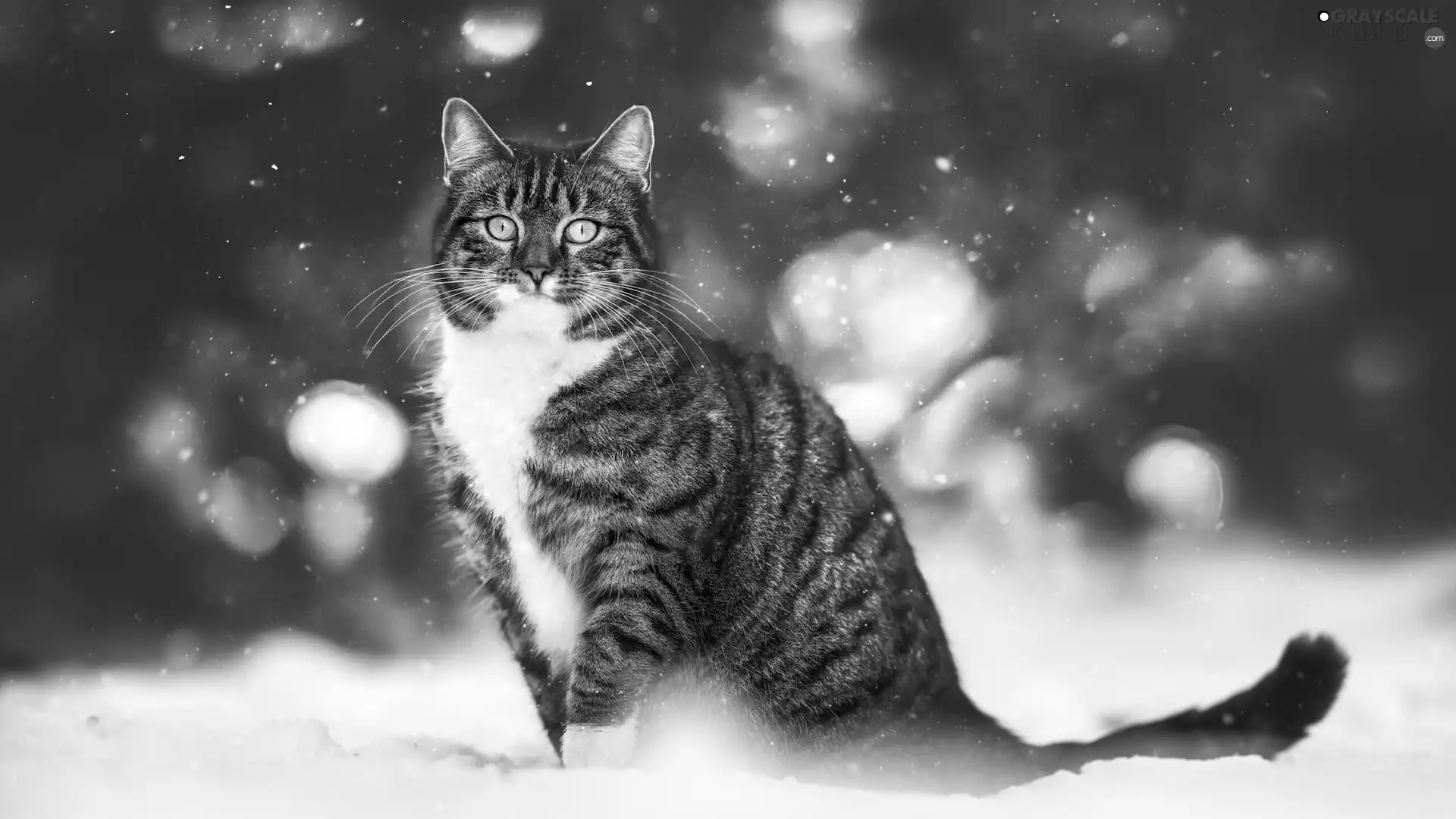 blur, cat, Dun