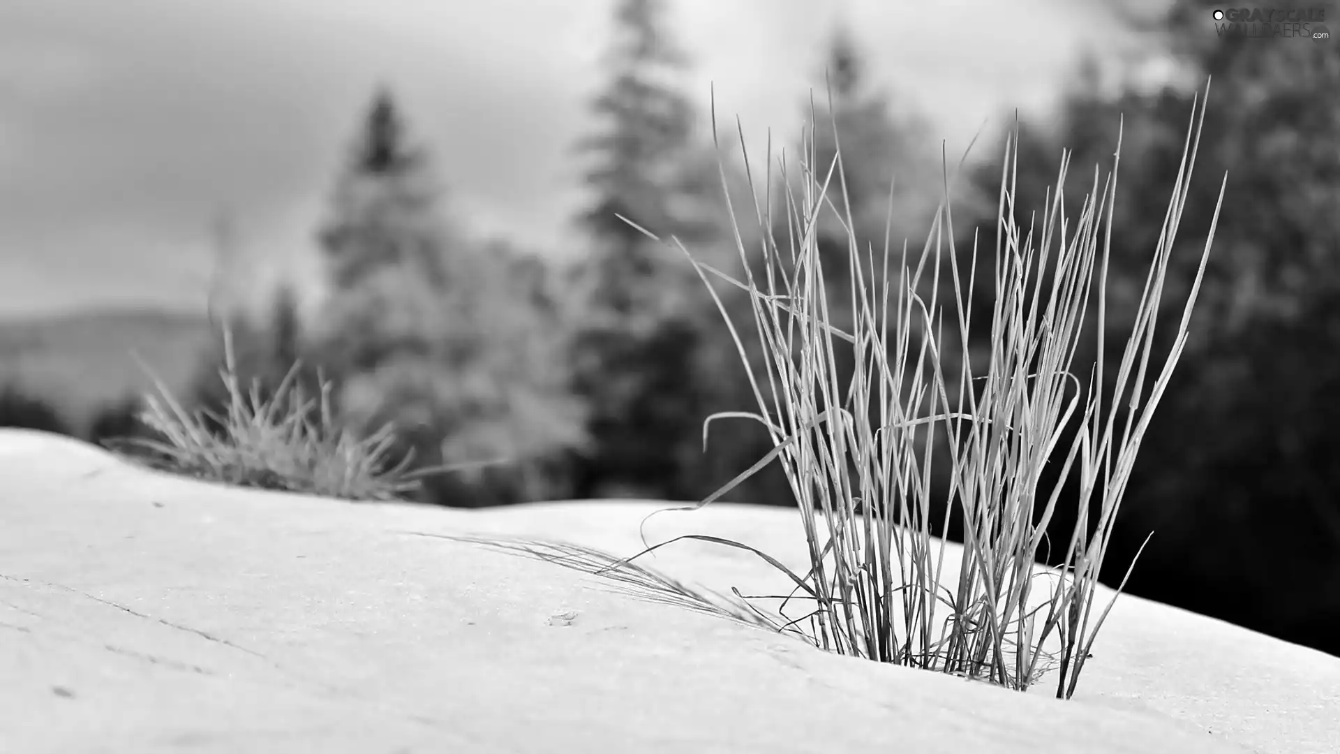 Dunes, Spruces, blur, grass