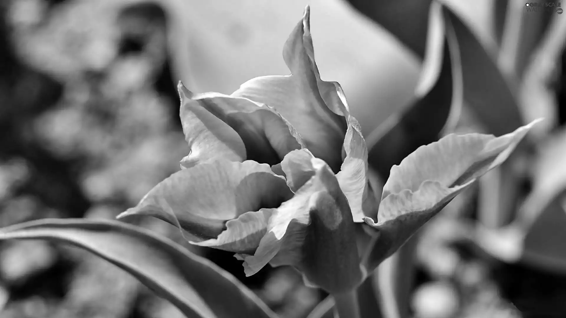 tulip, Colourfull Flowers, blur, Yellow