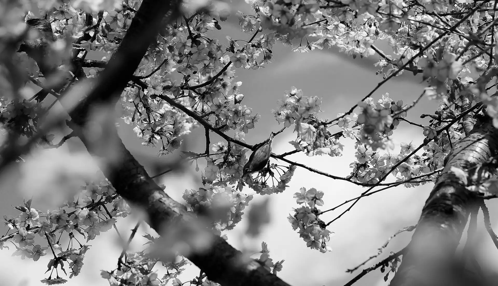 flourishing, Bird, blur, trees