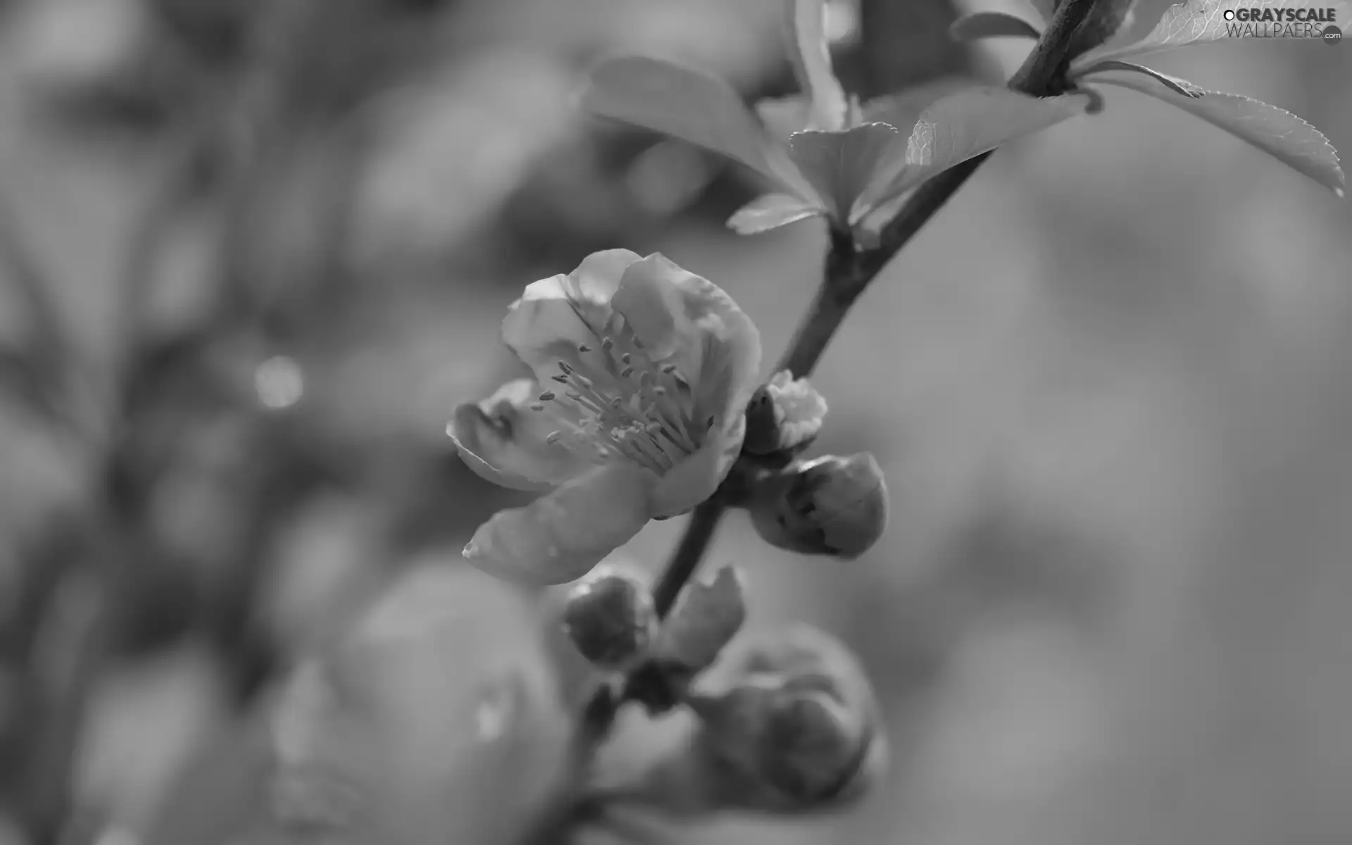 blur, Chaenomeles, Flowers