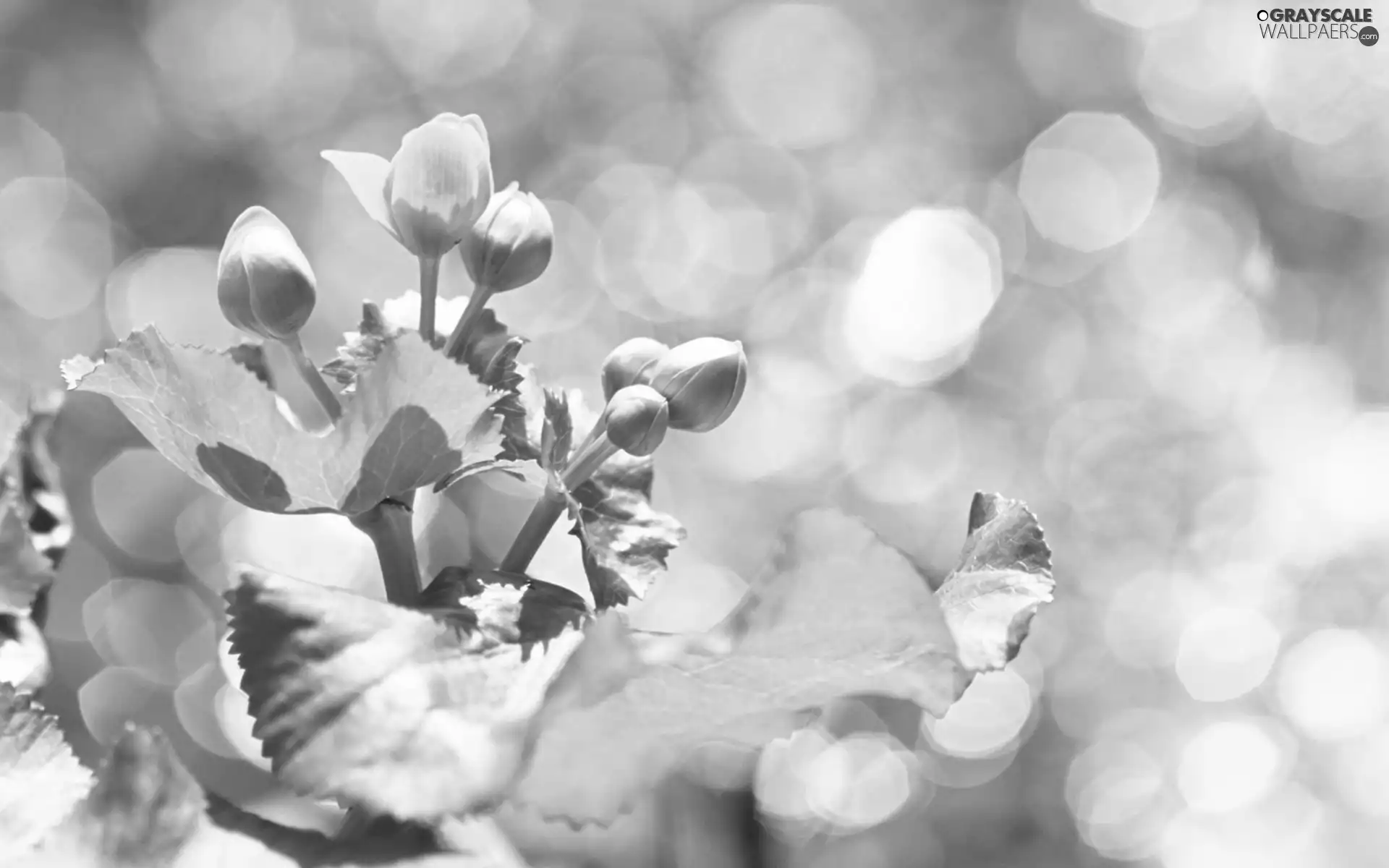 Colourfull Flowers, Leaf, blur, Close