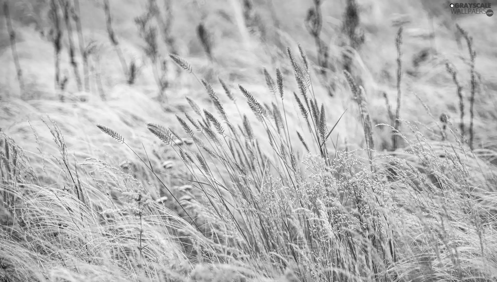 blur, grass, Flowers