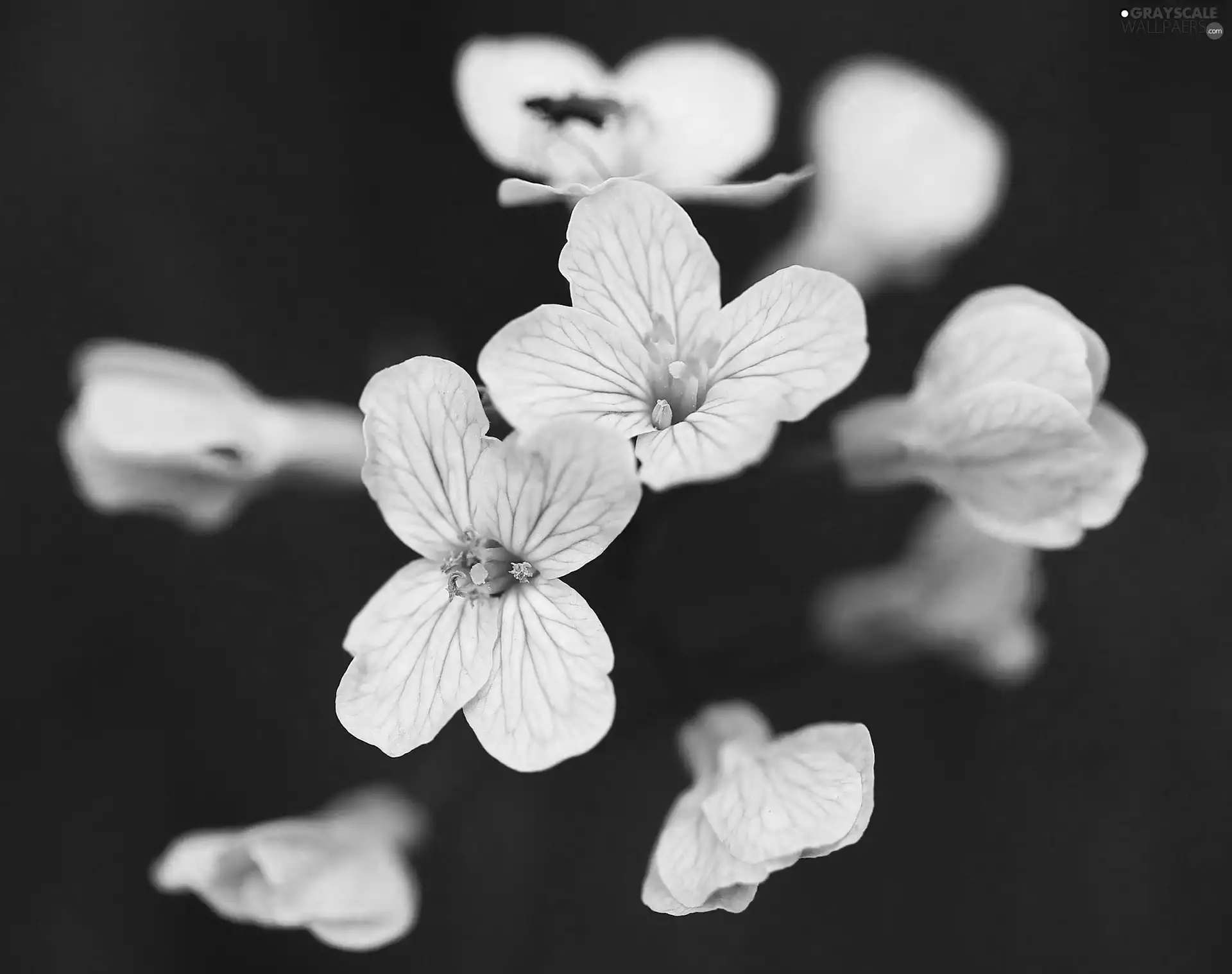 blur, purple, Flowers